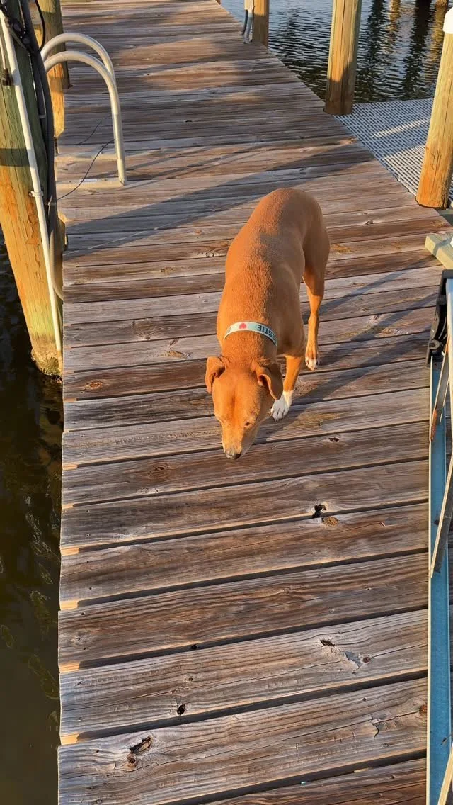 Afternoon sunsets with the dock doggie. 🌅🐾
.
.
.
.
.
.
.
#dogharmony #humaneeducation #therapydogs #miramarbeach #southwalton #sowal #30a #destin #fortwaltonbeach #destinfwb #floridanonprofit #hcafloridahealthcare #browndogtracks #mentalhealth #me