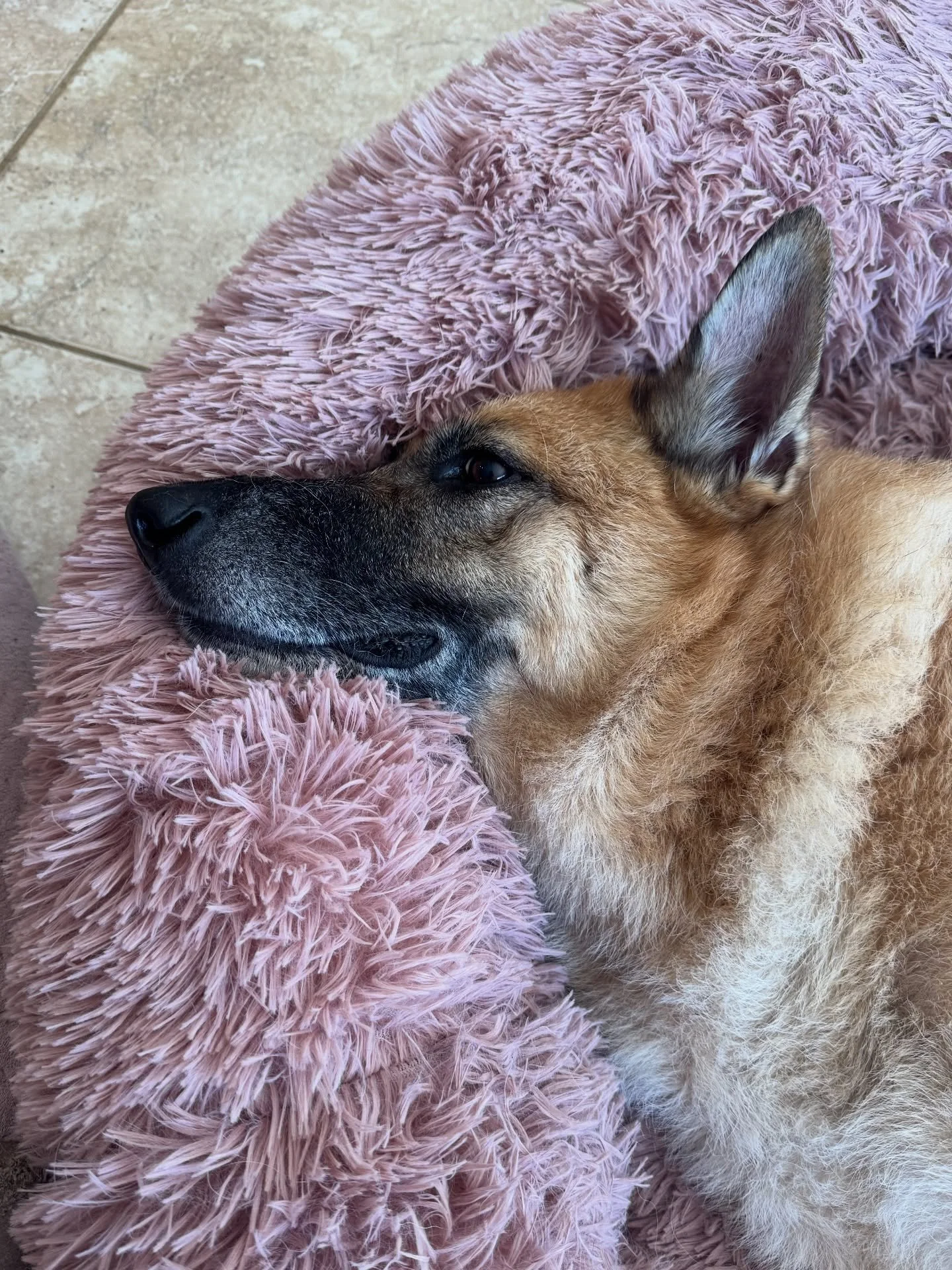 Marmite: Yes, do tell me your exciting news while I snuggle into my delightful pink bed gifted by my aunties @clarebassett1 and @sydskier006.
Vs.
Chloe: You have food? I’m ready to launch myself toward lunch. 😂🐾