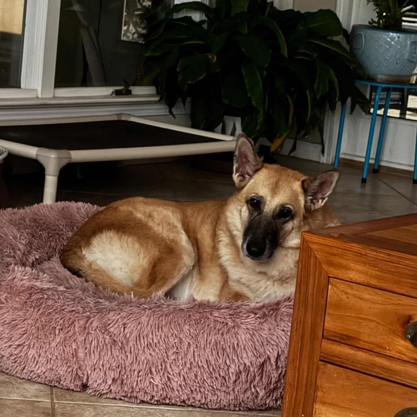 Say what? 🐾🤣

@clarebassett1 and @sydskier006, it&rsquo;s still by far her favorite bed. ❤️