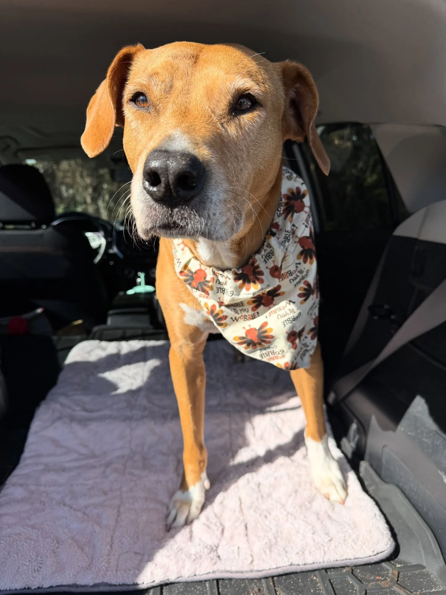 Happy belated Thanksgiving! Our turkey 🐾 worked on catching a few treats unsuccessfully after her visit with friends at HCA&rsquo;s rehab center this morning. 🧡

A @dogharmonyinc therapy dog visit.