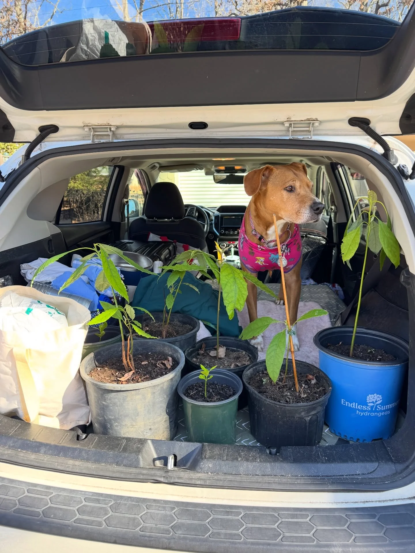 The parental unit&rsquo;s compost pile yielded fruit-or at least the start of it!- thanks to the winter care of the @universityfarm! Heading home with the brown dog-approved fruit trees. 😂💚🥑👏