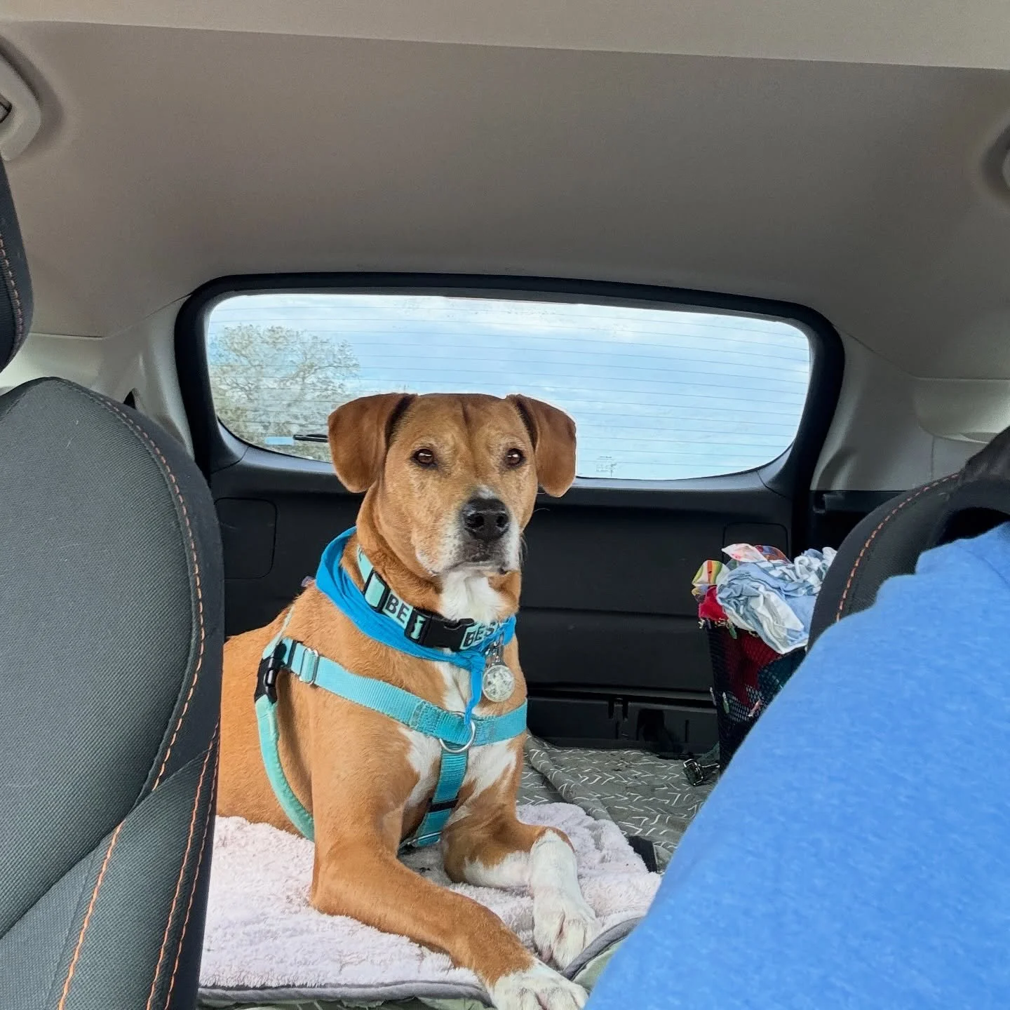 Wished my friends at the HCA rehab center a happy New Year this morning! Lots of tail wags, smiles, special visit requests from patients, and holiday stories from staff.

My human plans to take some actual photos of me in action with my staff friends