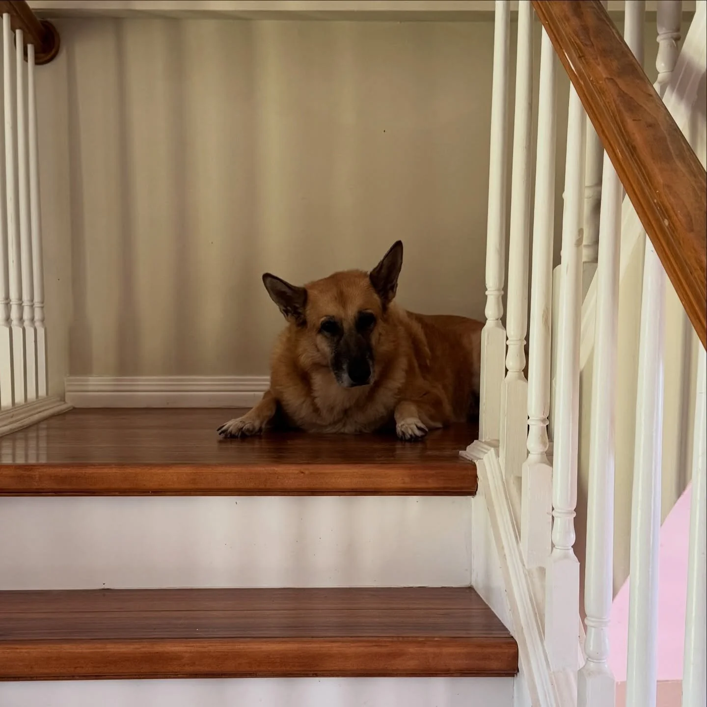Also, there is this derp face from M. 🤣❤️🐾

#browndogs #browndogtracks #marmitethemalinois #derpface #marmite
