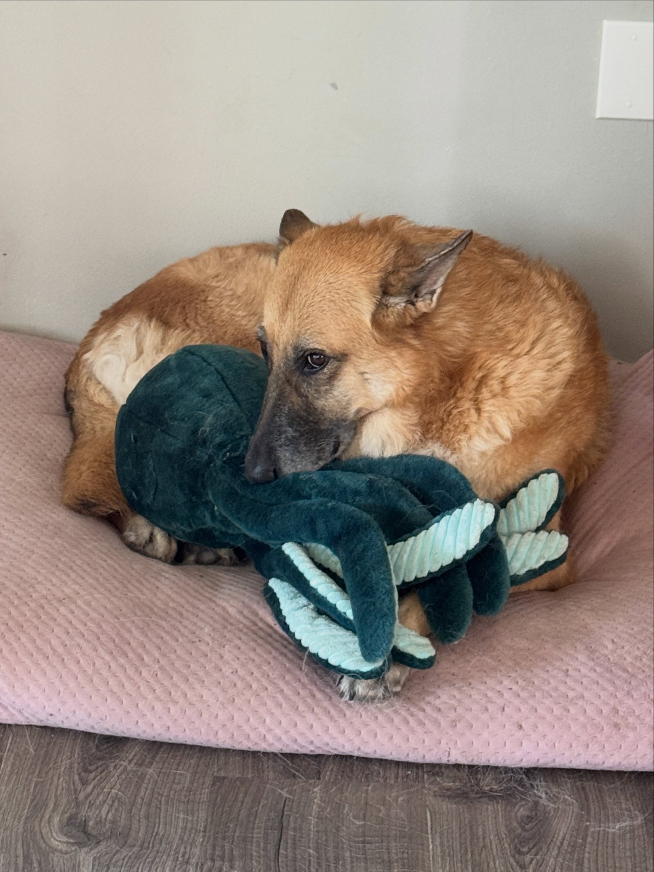 Marmite and her remarkably bright creature. 🤣 

#remarkablybrightcreatures #browndogs #marmitethemalinois #marmite #rescuedog