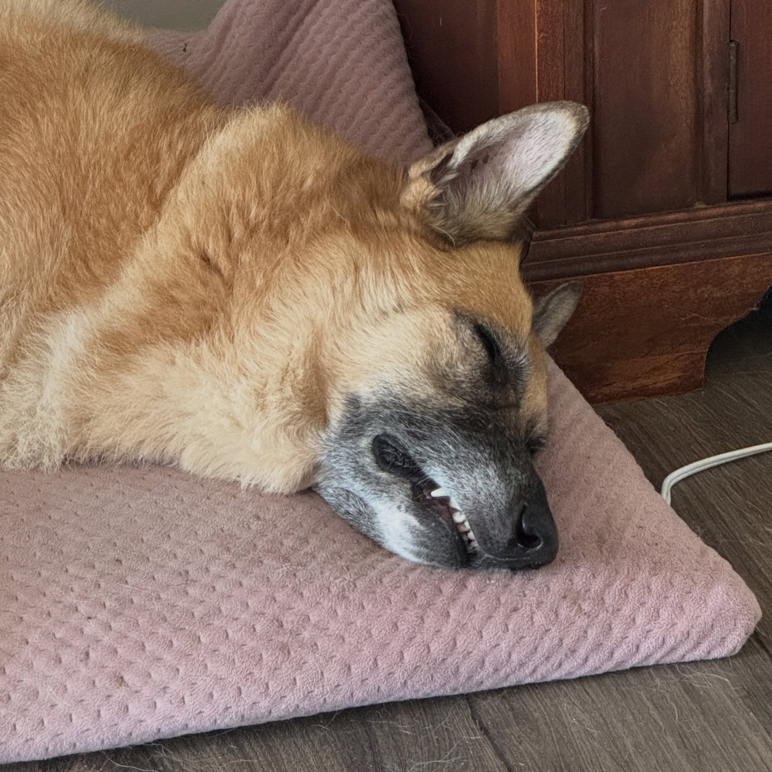 Also, Marmite. 🤣🐾

#naptime #browndogs #marmitethemalinois #marmite #rescuedog
