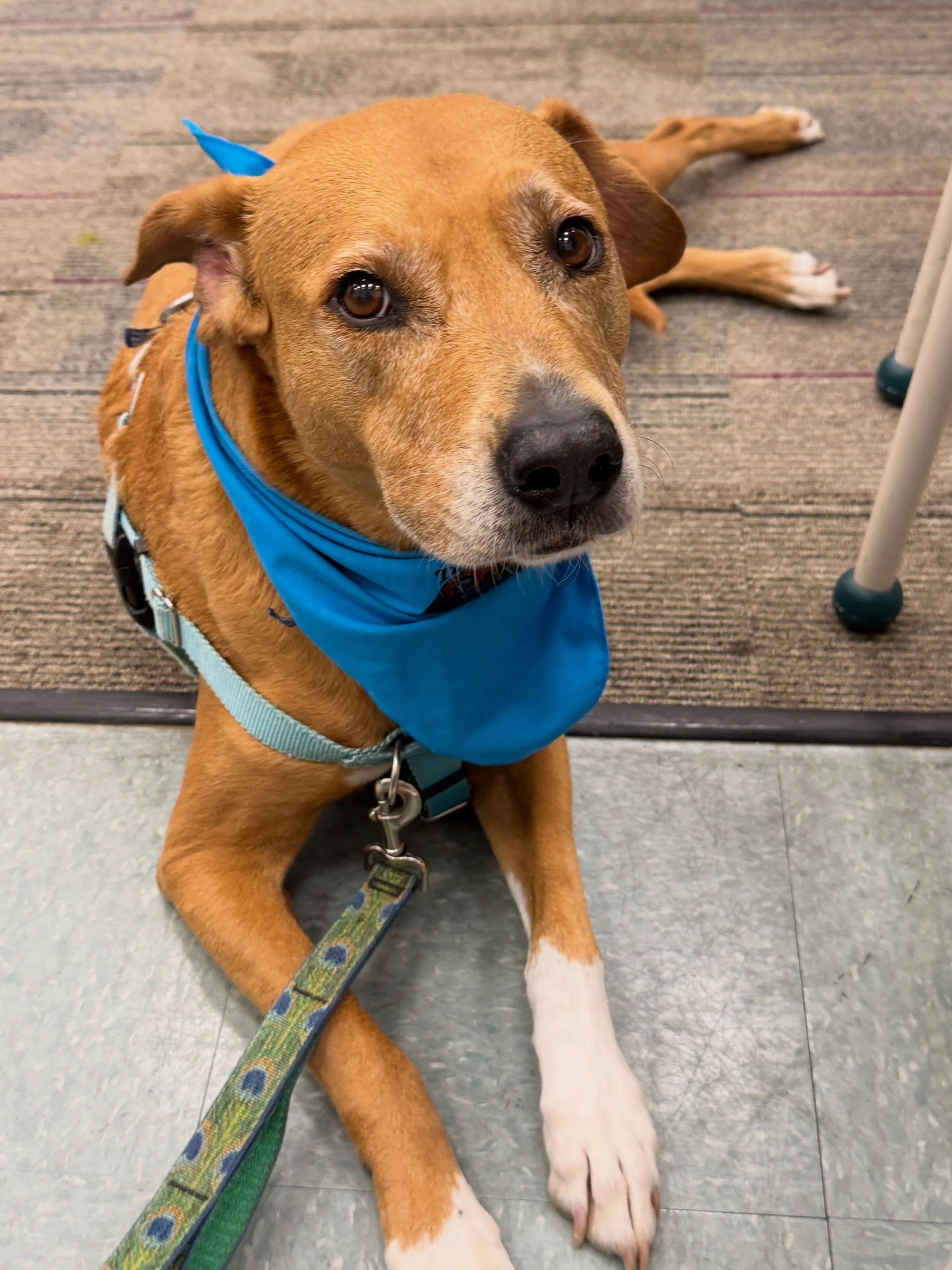 Someone had a great time meeting all the smart and kind kids who signed up for @dogharmonyinc&rsquo;s Canine Body Language Class!

The kids asked politely to pet Chloe and give her treats palms up! Chloe responded with tail wags, kisses, and lean-ins