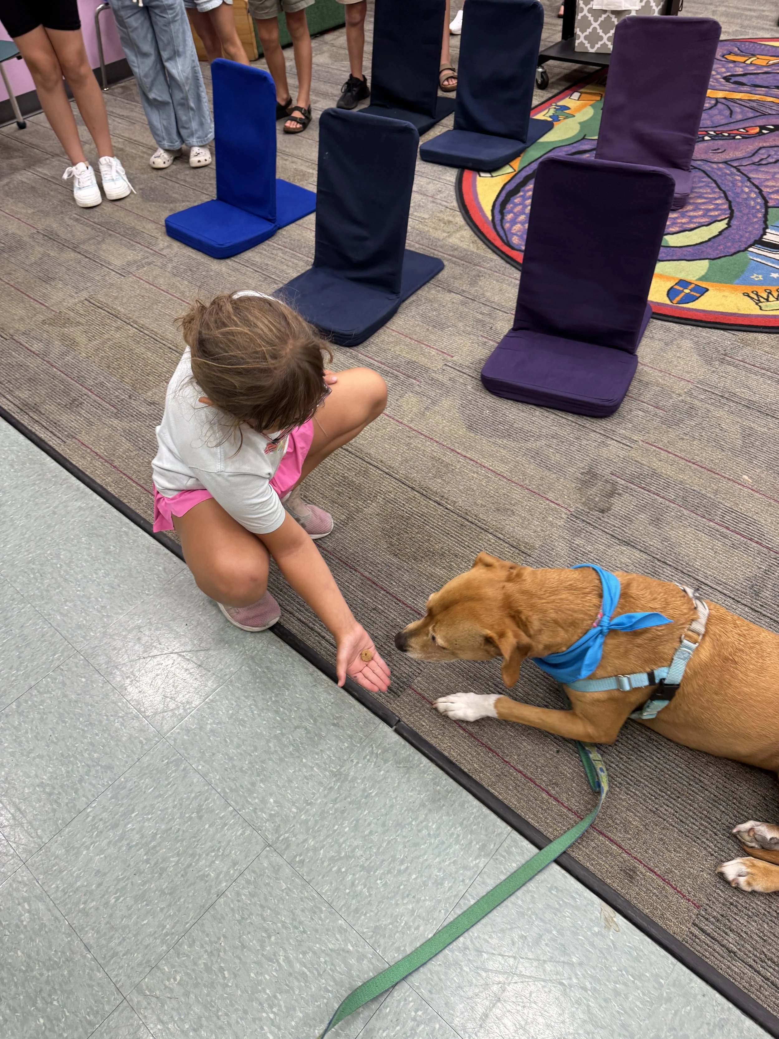 a photograph of therapy dog chloe taking a treat from a young girl