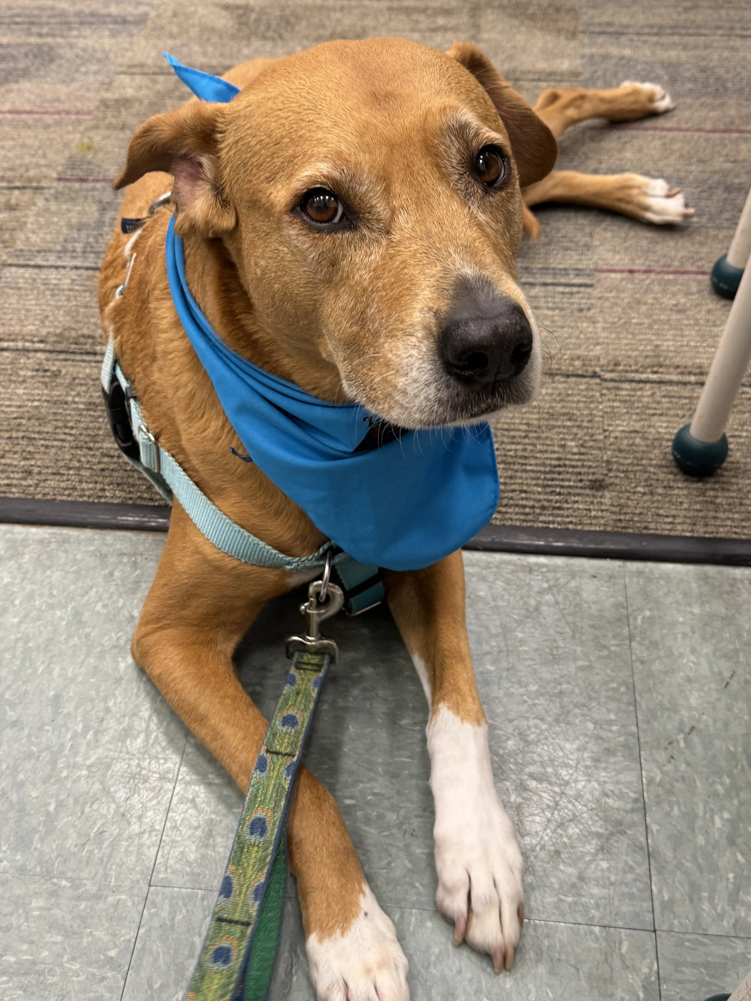 Farms: Story Time with Therapy Dog Chloe