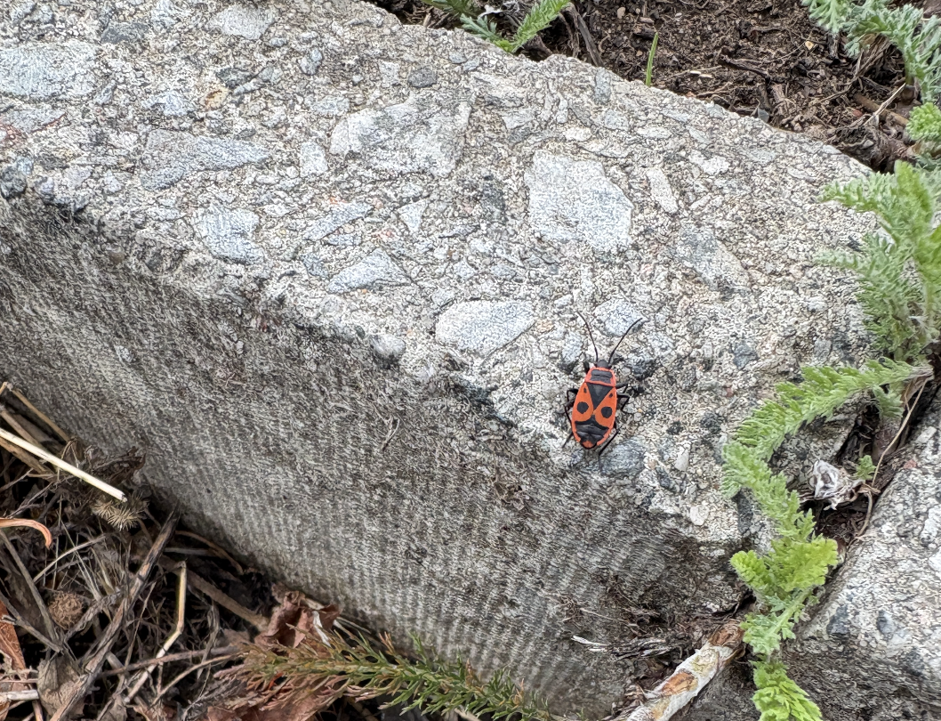 fave cool bugs i saw this summer, a mental health post