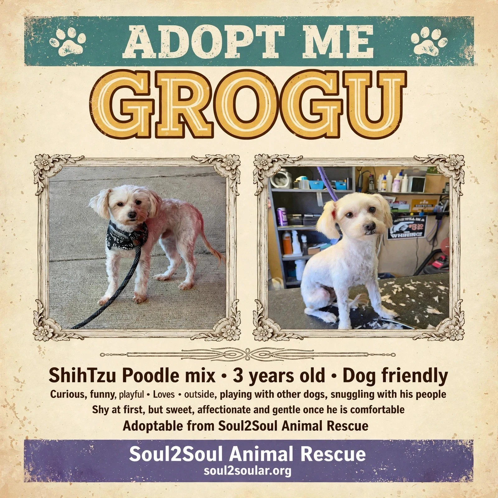 Posters featuring two photos of a small, white, dog named Grog in different settings, with text about adopting him. The flyer describes Grog as a 3-year-old Shih Tzu Poodle mix, friendly, curious, playful, loves outside, other dogs, snuggling, shy at first, but sweet. The organization is Soul2Soul Animal Rescue, with website info.