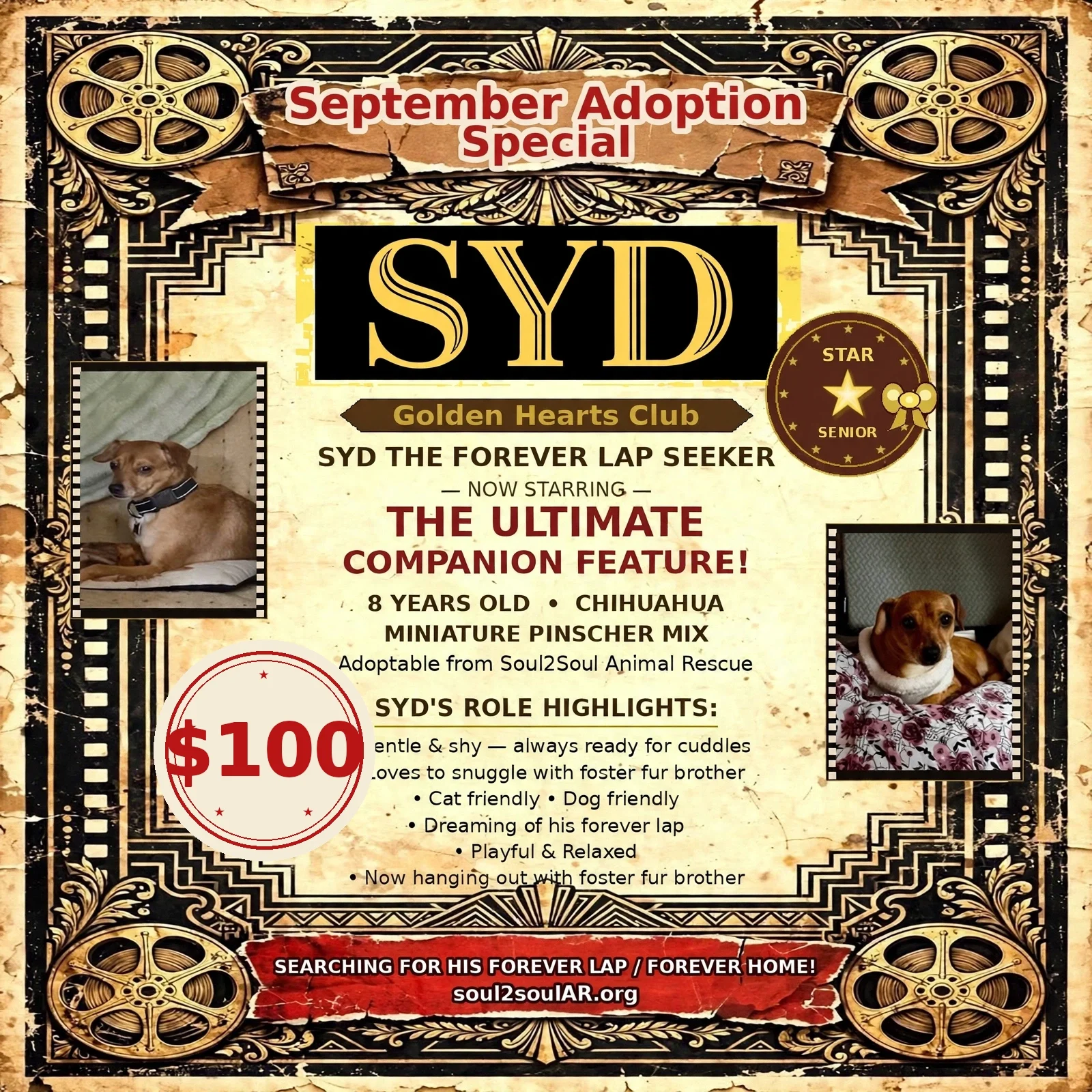 A poster for the Golden Hearts Club featuring a brindle-colored Chihuahua dog with a black collar. The poster has a vintage design with ornate borders and text describing the dog as 8 years old, a Chihuahua Miniature Pinscher mix, good with dogs and cats, snuggles with his foster fur brother, and is seeking his forever lap. The bottom includes the Soul2Soul Animal Rescue website.