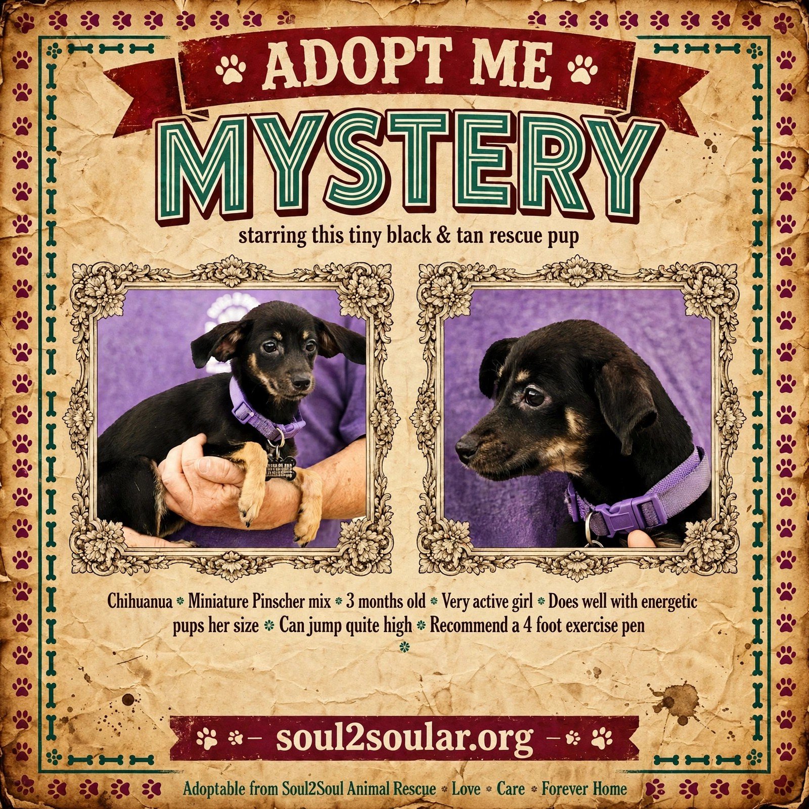 Sign promoting dog adoption featuring two photos of a small black and tan rescue puppy with purple collars, and details about the breed, age, personality, and suitability for exercise, from Soul2Soul Animal Rescue.