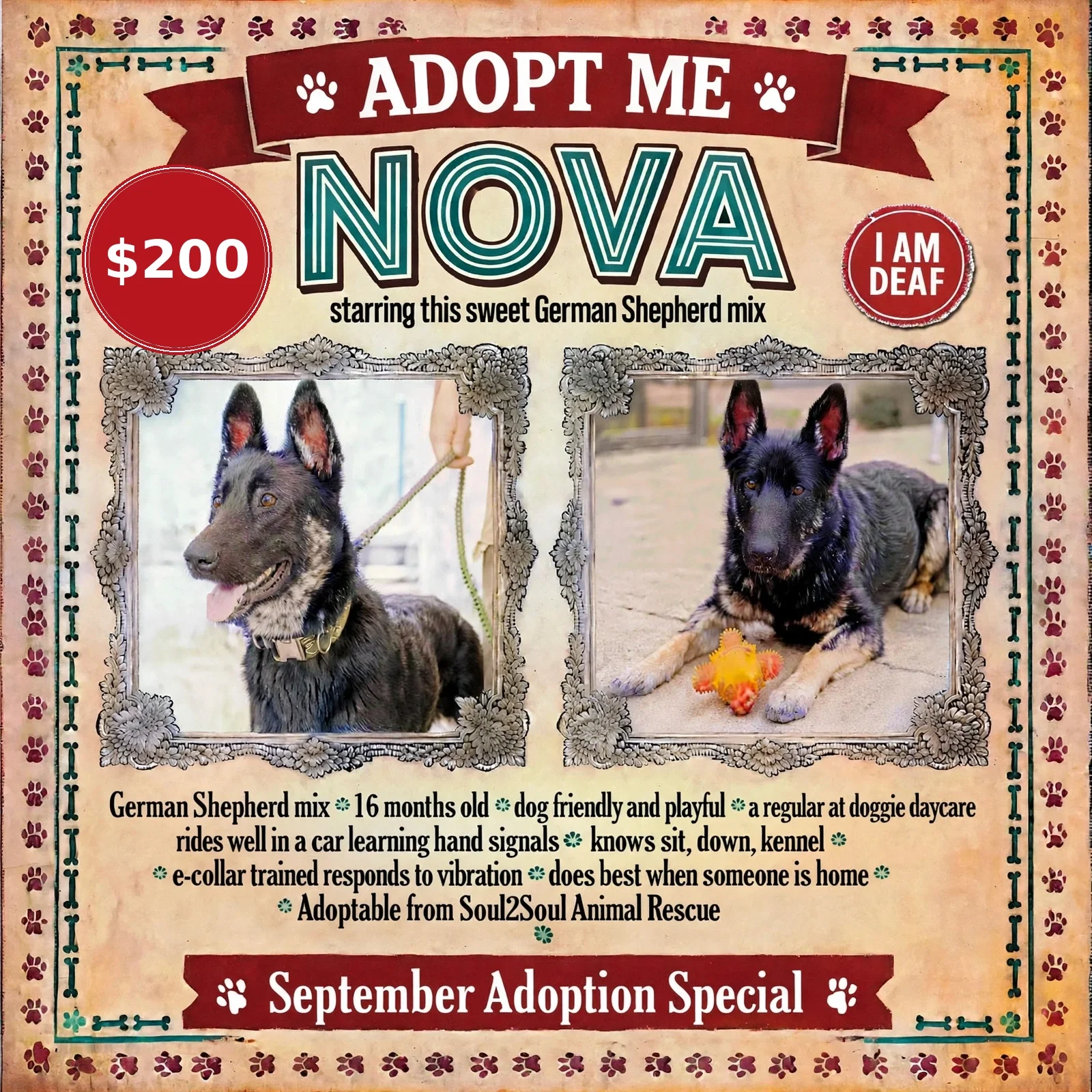 A poster about Nova, a dog, with two photos of her. The left photo shows Nova standing, leashed, with a playful expression, ears upright, and tongue out. The right photo shows Nova lying down on pavement, holding a yellow and red chew toy between her paws, with alert ears and focused eyes. The poster includes details about Nova: born spring 2025, a German Shepherd mix, friendly, playful, loves kids, rides well in a car, knows sit, down, kennel, trained with e-collar, best if home, regular at Doggie daycare, adopted from Soul2Soul Animal Rescue.