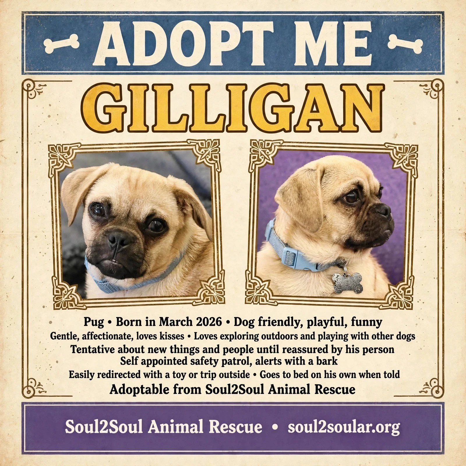 Flyer seeking to adopt a dog named Gilligan. Features photos of two puppies, one with a black nose and wrinkled face, and the other with a dark nose and slightly wrinkled face. Text describes Gilligan as born in March 2026, dog friendly, playful, funny, gentle, affectionate, loves exploring outdoors and playing with other dogs, and is self-assured and easy to redirect. The flyer states the dog is adoptable from Soul2Soul Animal Rescue.