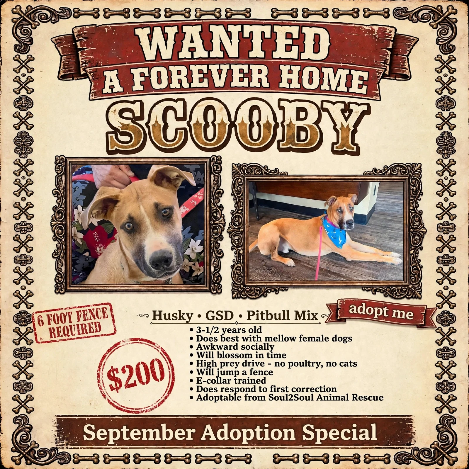 A flyer from Soul2Soul Animal Rescue featuring a dog adoption ad for a husky, GSD, and pitbull mix. The flyer shows two photos of a tan and white dog with floppy ears, one looking at the camera and the other lying on the floor. The flyer indicates the dog is 3-1/2 years old, does best with mellow female dogs, is socially awkward, will blossom in time, and is high prey drive with no poultry or cats. It also mentions the dog is e-collar trained, responds to correction, is adoptable from Soul2Soul Animal Rescue, and a six-foot fence is required.
