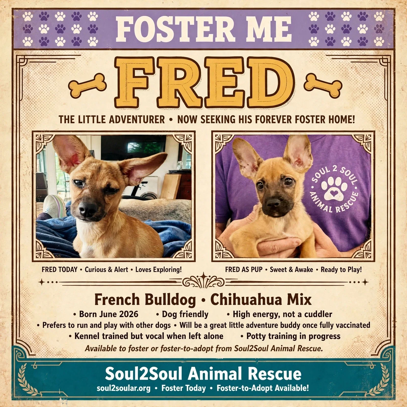 Foster me poster promoting adopting a French Bulldog and Chihuahua mix. It features two photos of puppies, one with ears standing up and one with ears flopping, and details about their personality and care.