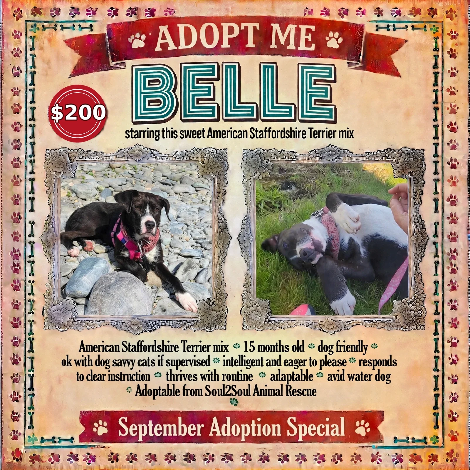 A flyer from Soul2Soul Animal Rescue seeking to adopt a dog named Belle, a Doberman with black, white, and gray fur, born on February 6, 2025. The flyer features photos of Belle, one lying on rocks and the other lying on grass. The flyer highlights Belle's personality traits, including being dog-friendly, intelligent, eager to please, thriving on routine, responsive, adaptable, and ready to be a family pet.