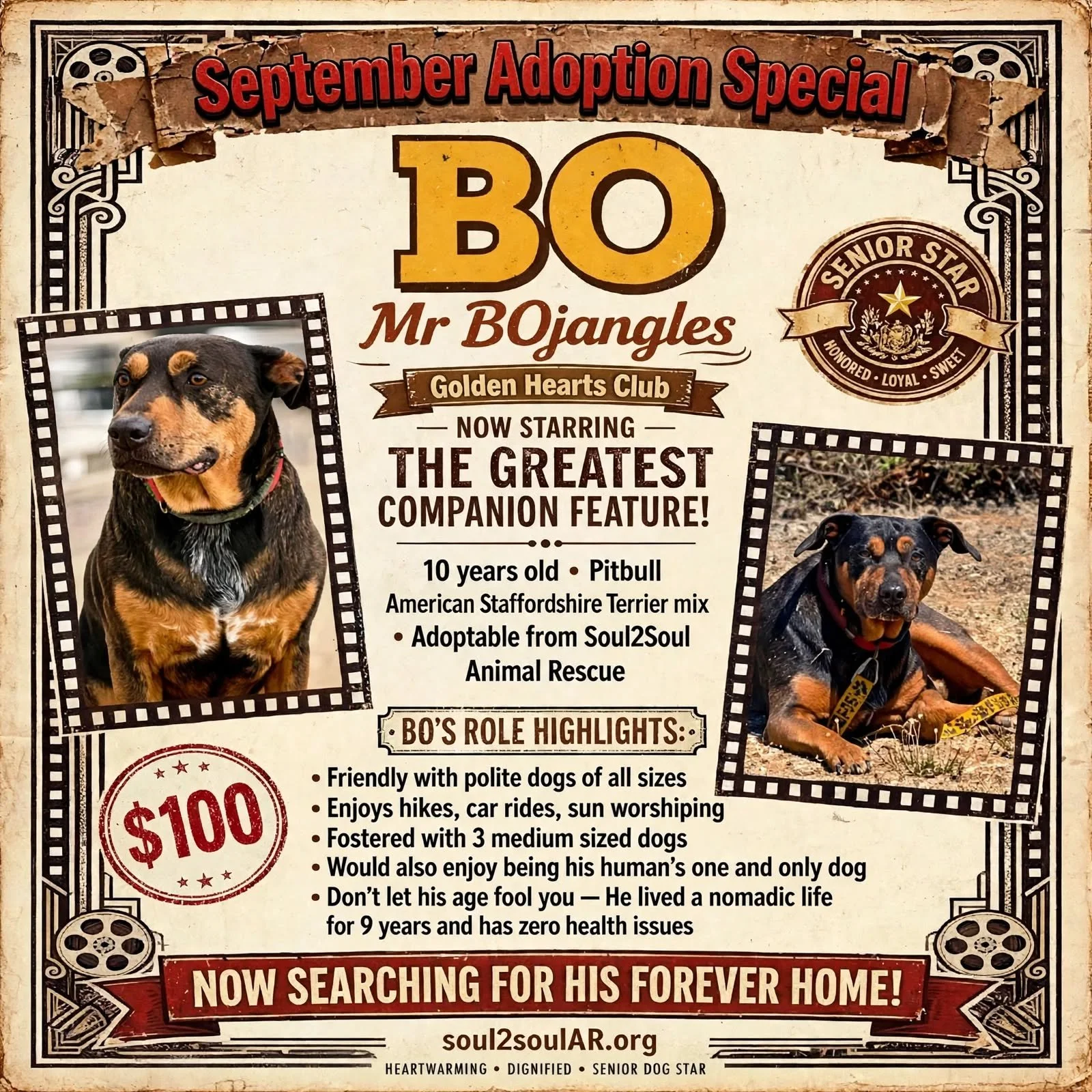 A flyer featuring two photos of a black and tan dog named BO, a 10-year-old adoptable dog from Soul2Soul Animal Rescue. The flyer highlights the dog's friendly nature, enjoyment of walks and sun worship, and his foster situation with three dogs. It notes BO's age and health, and states they are searching for his forever home.