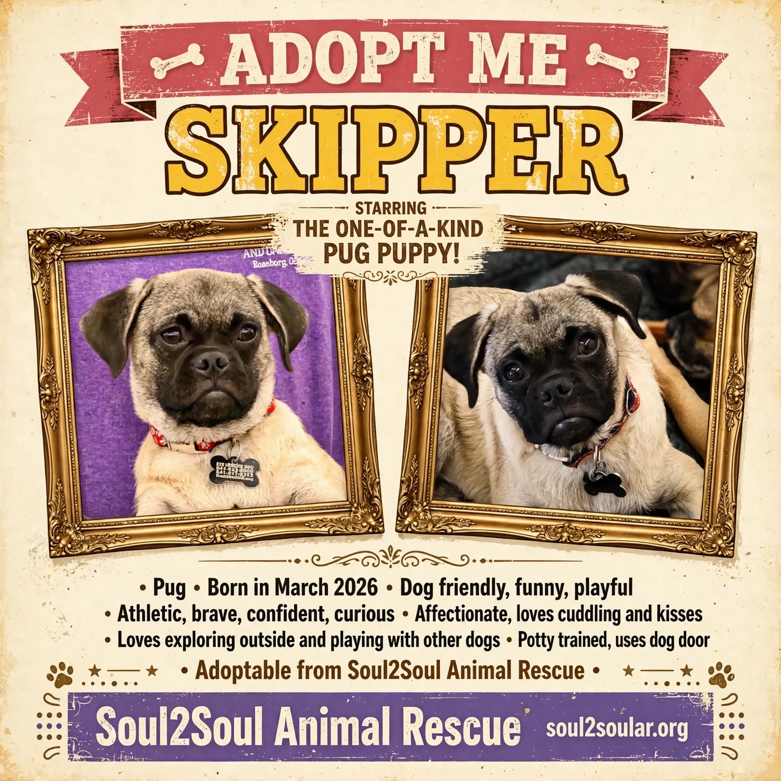 Flyer advertising a dog up for adoption from Soul2Soul Animal Rescue. Features two framed photos of a pug puppy, one with a purple background and the other with other dogs. Text highlights the puppy's breed, birth month, personality traits, and care needs.
