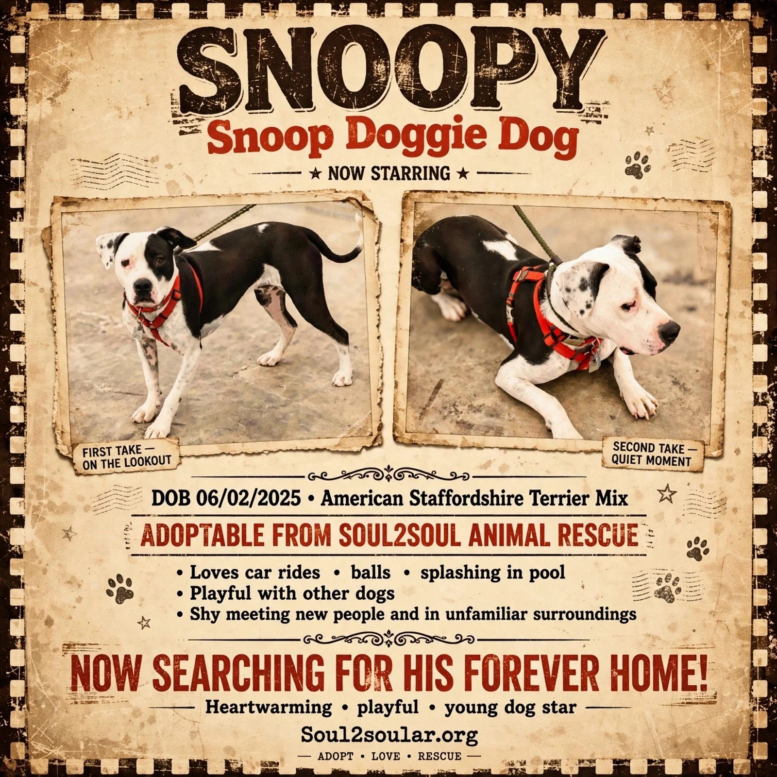 Poster featuring two photos of a black and white Staffordshire Terrier mix dog. The left photo shows the dog standing, looking at the camera, labeled "First take on the lookout." The right photo shows the dog lying down, looking to the side, labeled "Second take quiet moment." The poster indicates the dog is available for adoption, born on February 6, 2025, from Soul2Soul Animal Rescue, and describes the dog as loving car rides, playful, shy, and young.