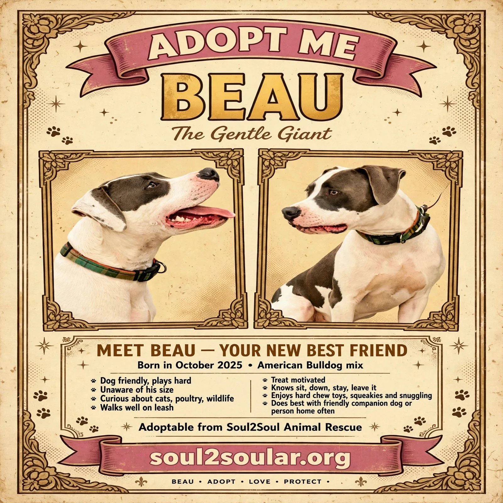 A flyer promoting dog adoption featuring two American Bulldog puppies. The flyer has a decorative vintage style with paw prints and star accents. It includes information about the puppies, such as their breed, birth date, personality traits, and suitability as a family pet. The website soul2soular.org is displayed at the bottom.
