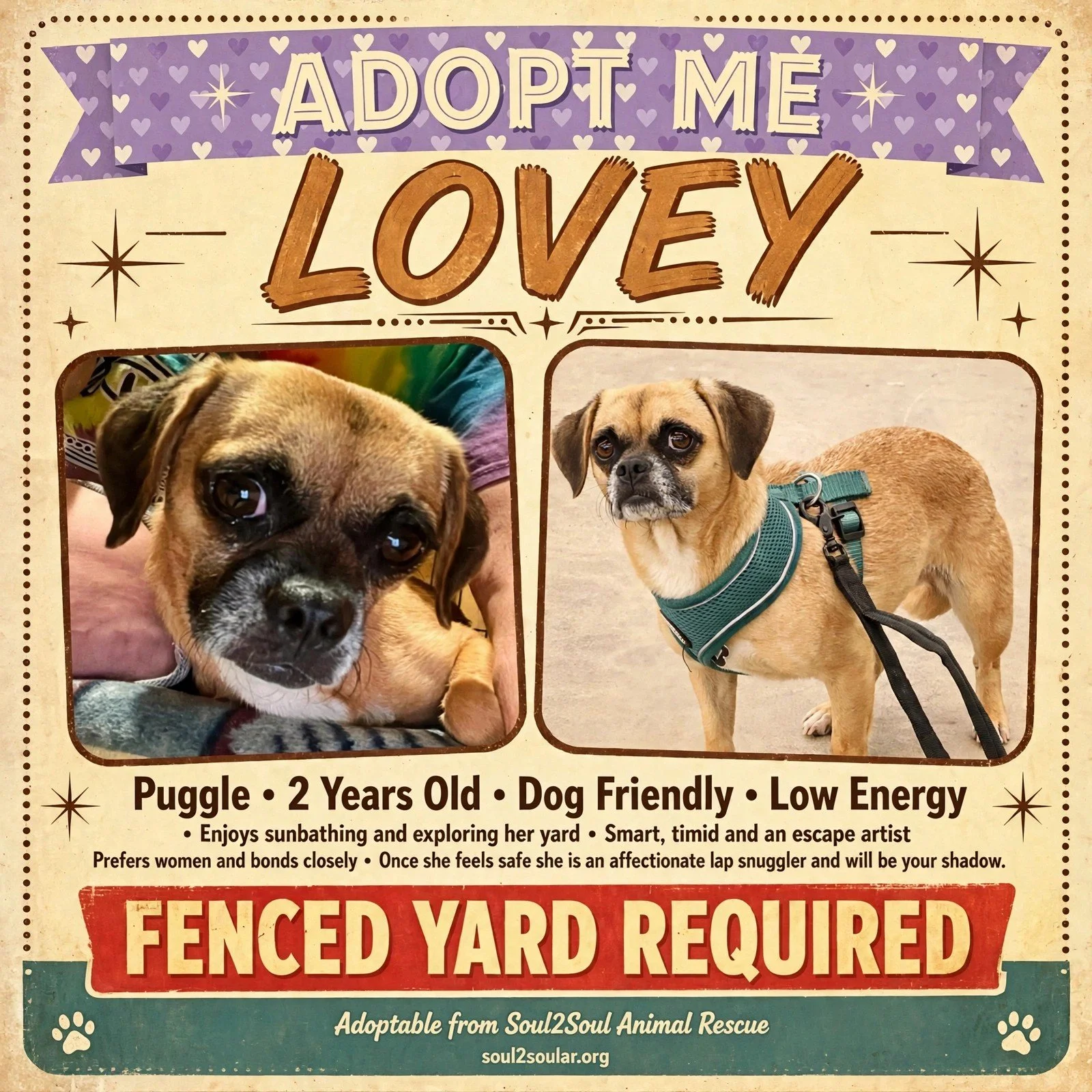 A pet adoption poster showing two photos of a small brown dog with black markings, one lying down and one standing. The poster also contains text about the dog, indicating it is a two-year-old puggle that is dog friendly, low energy, enjoys sunbathing, and prefers women. It emphasizes that a fenced yard is required for adoption and mentions the rescue organization, Soul2Soul Animal Rescue.