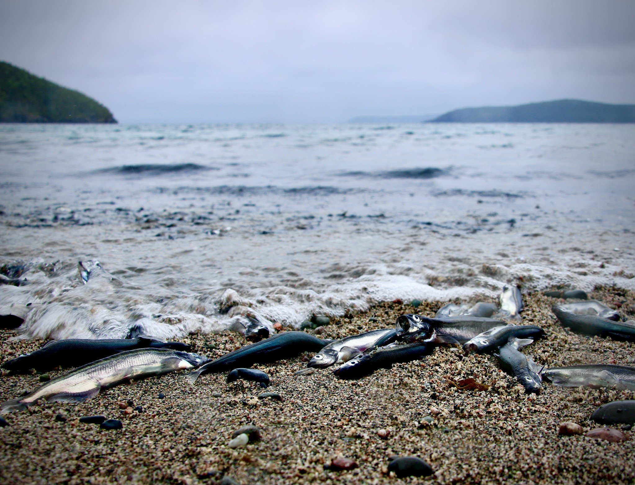 Capelin Scull: Roll With It — Product of Newfoundland