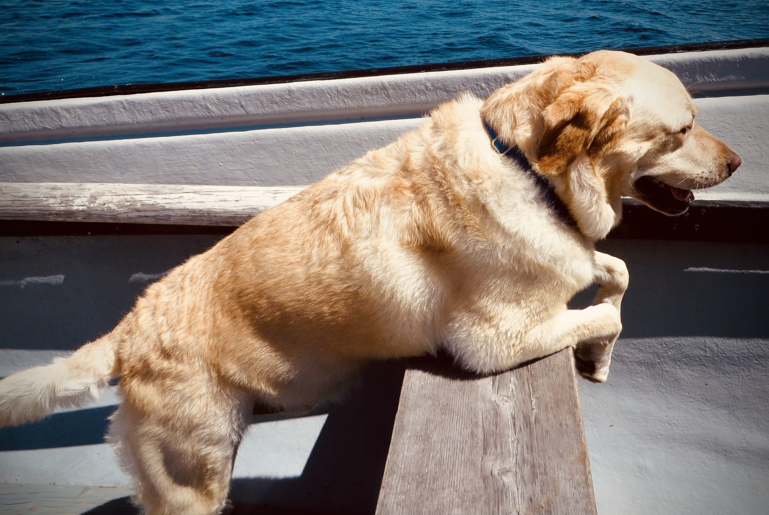 Cooper, The Yellow Lab