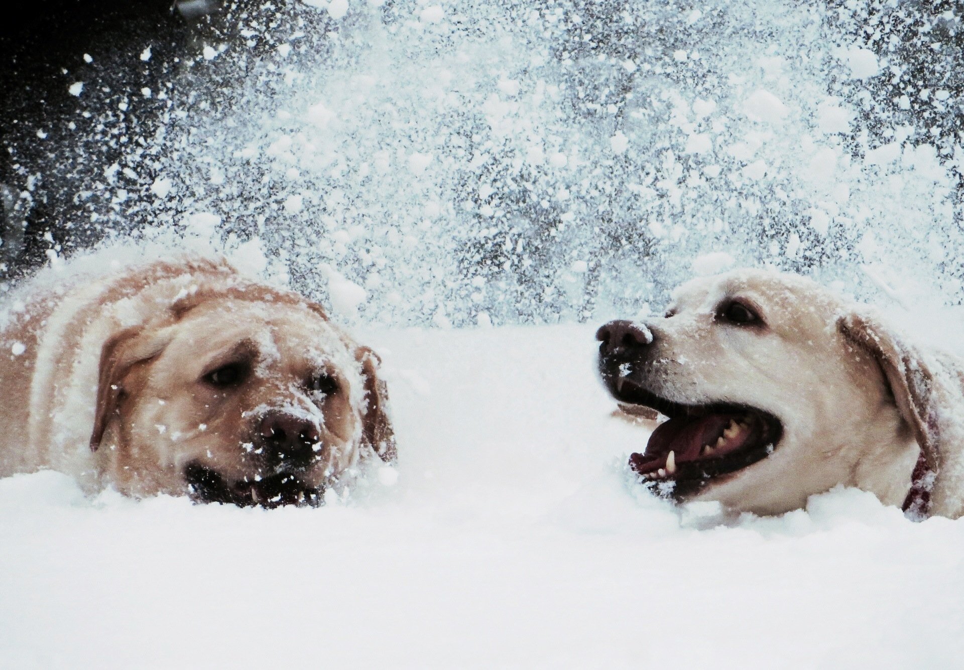 Labs in the Snow