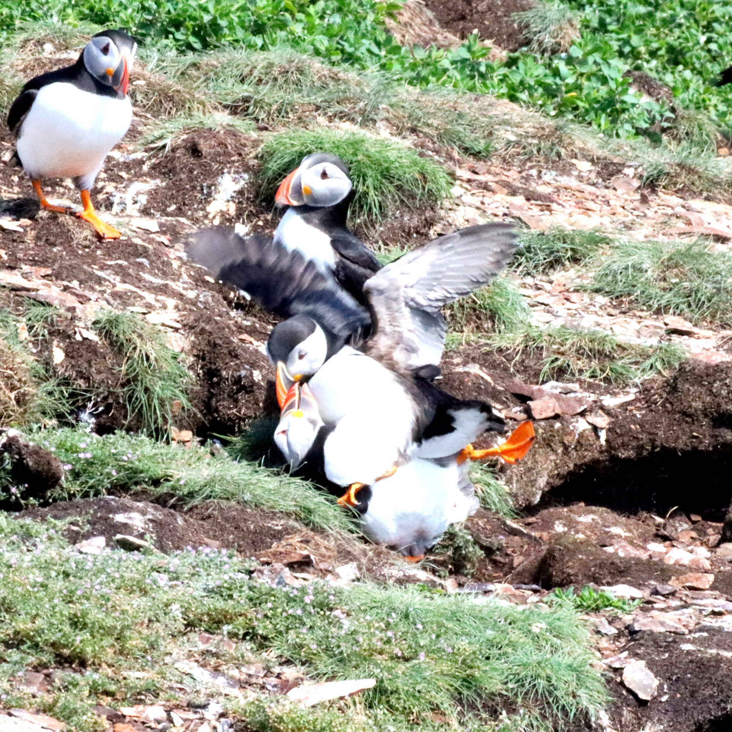 Puffin Fight