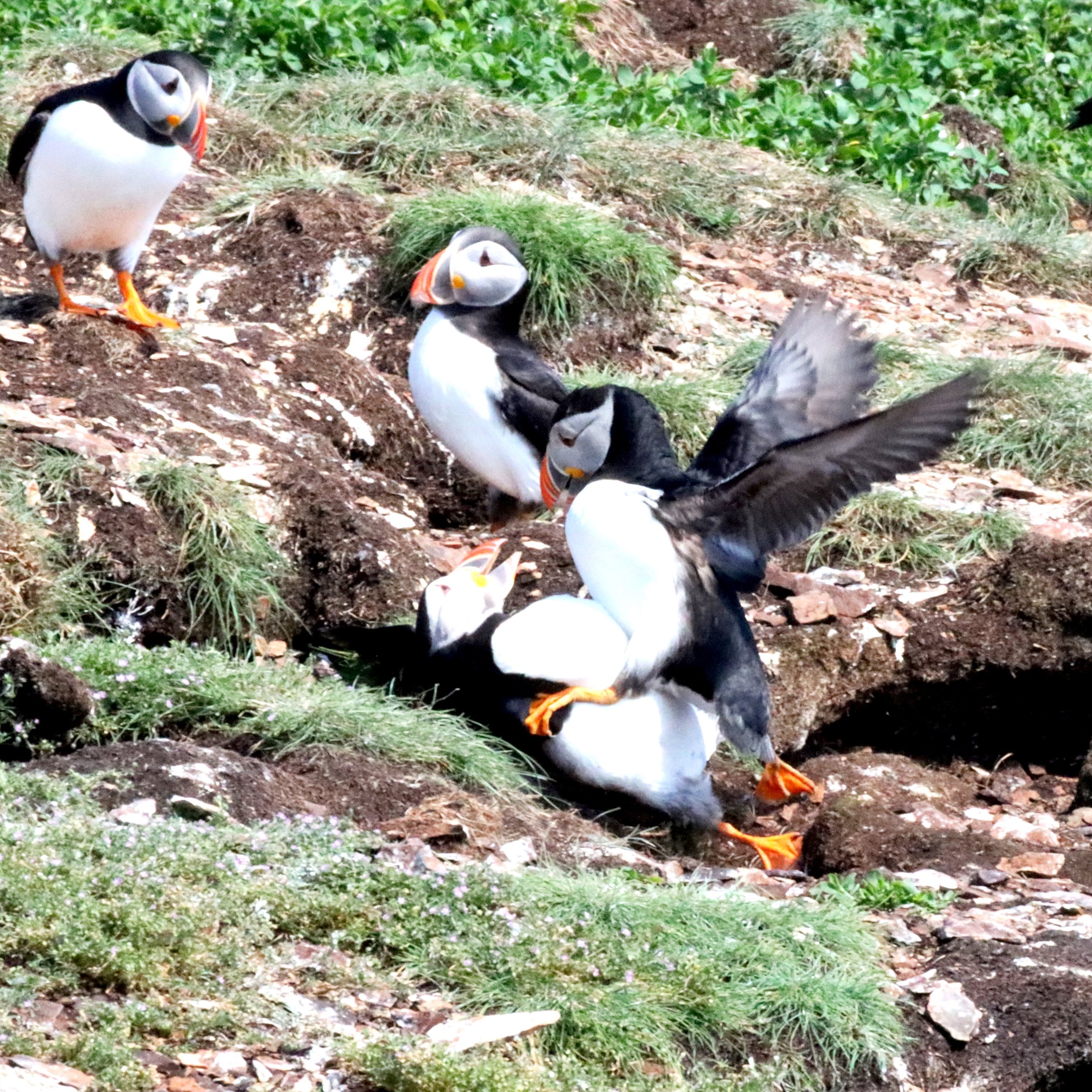 Puffin Fight