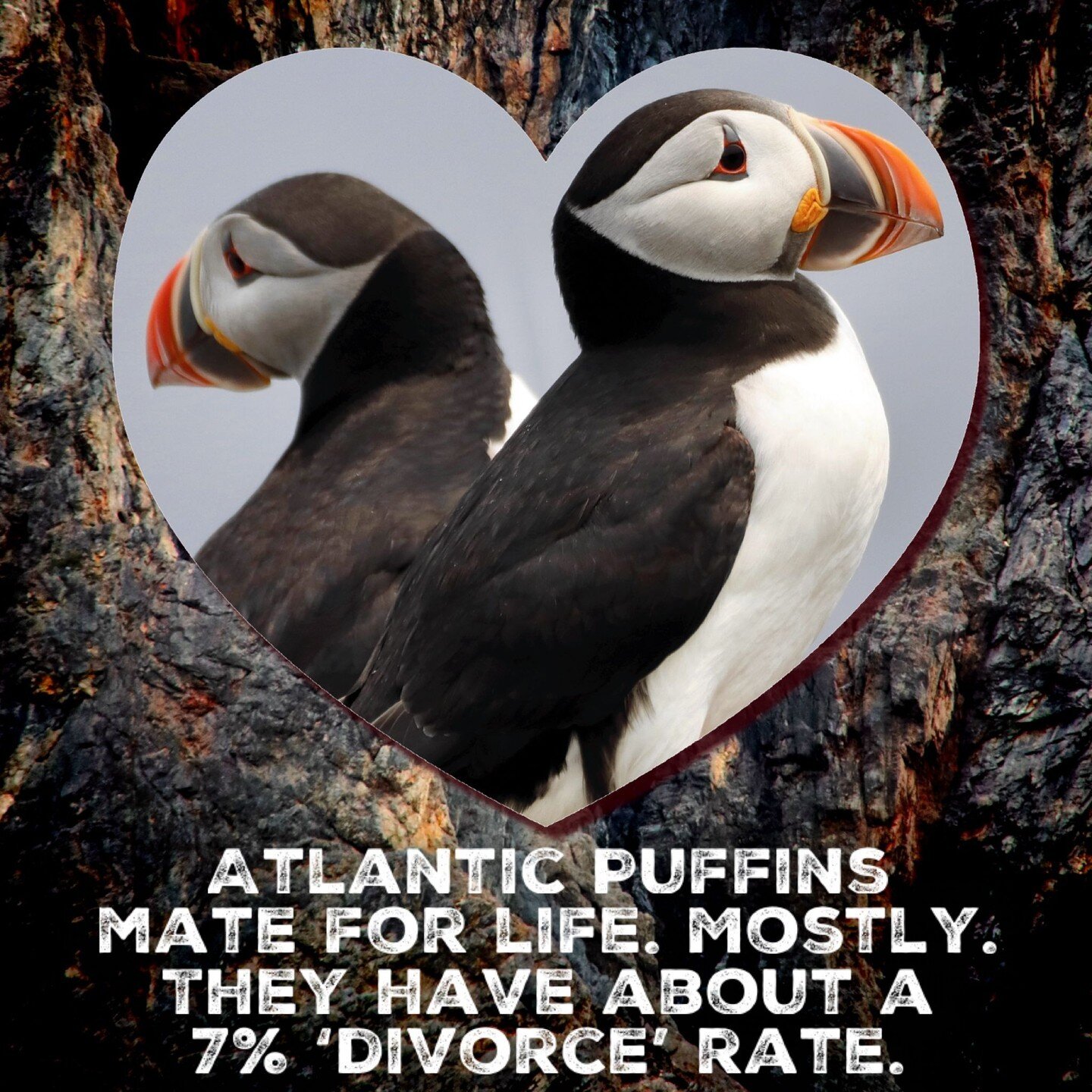 Atlantic puffins mate for life. Mostly. They have about a 7% &lsquo;divorce&rsquo; rate. 
&mdash;
Happy Valentine&rsquo;s Day!!