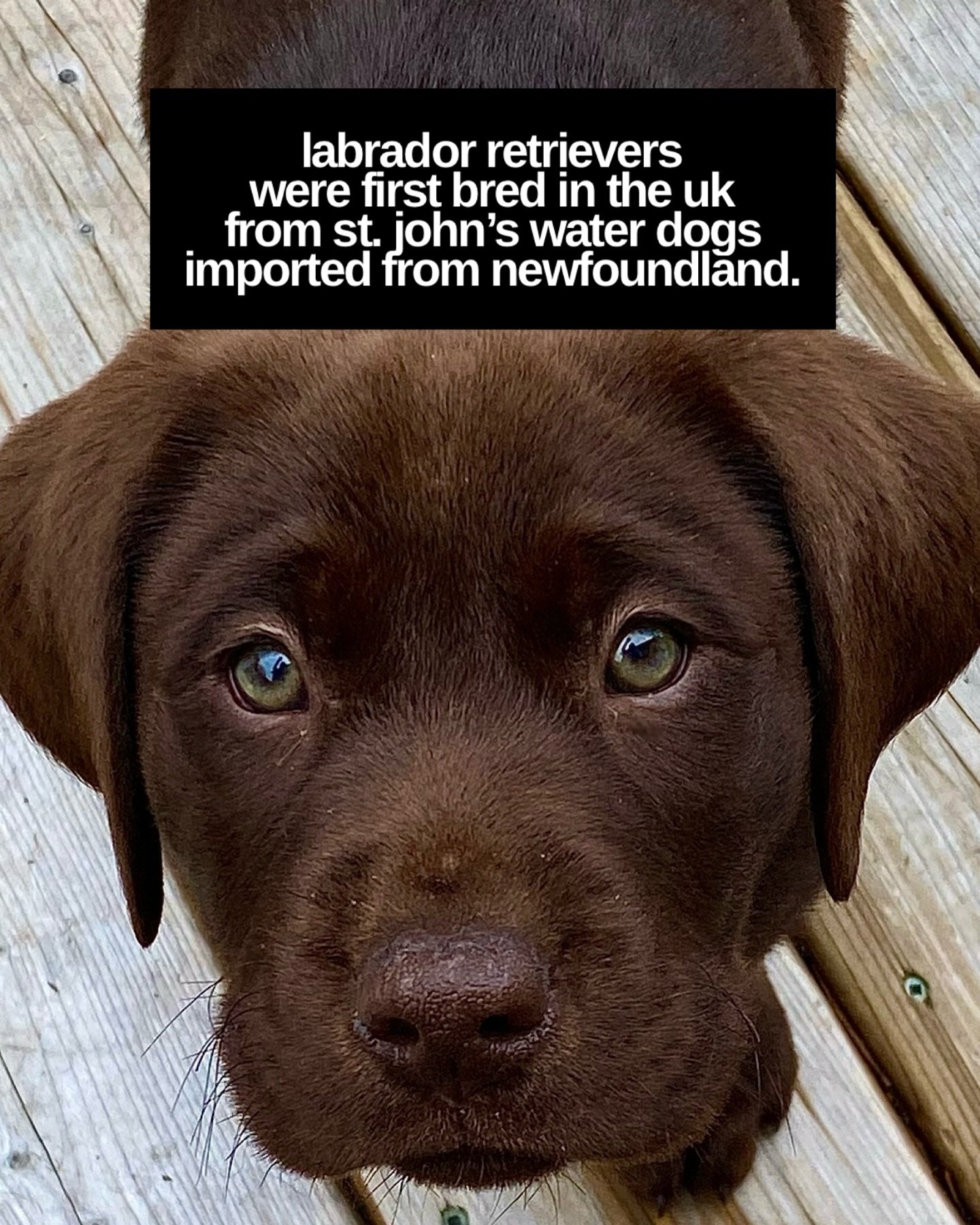 Labrador retrievers 
were first bred in the UK
from St. John&rsquo;s Water Dogs
imported from Newfoundland.
#nltrivia #newfoundland