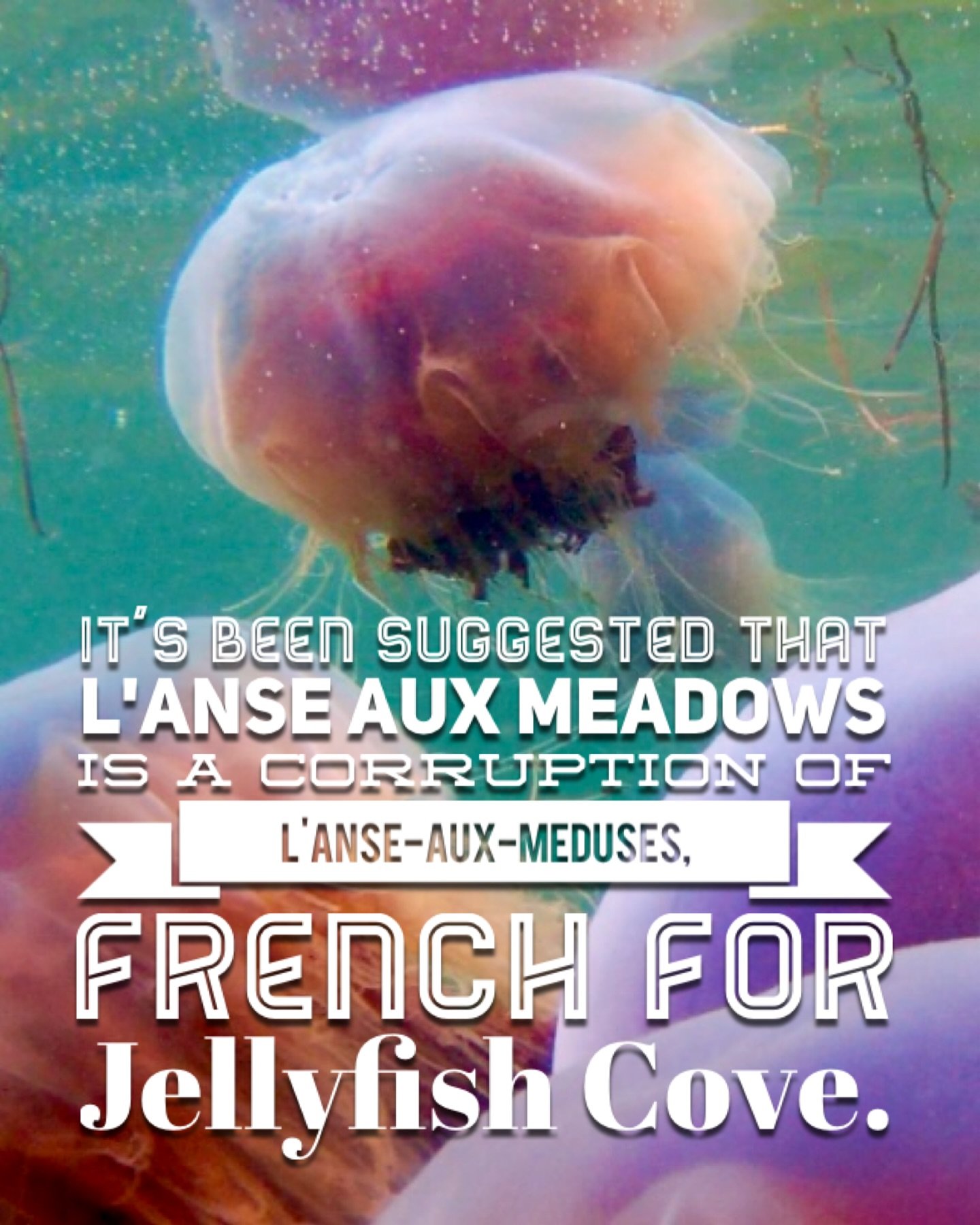 It&rsquo;s been suggested that L&rsquo;Anse aux Meadows is a corruption of L&rsquo;Anse-aux-M&eacute;duses, French for Jellyfish Cove.