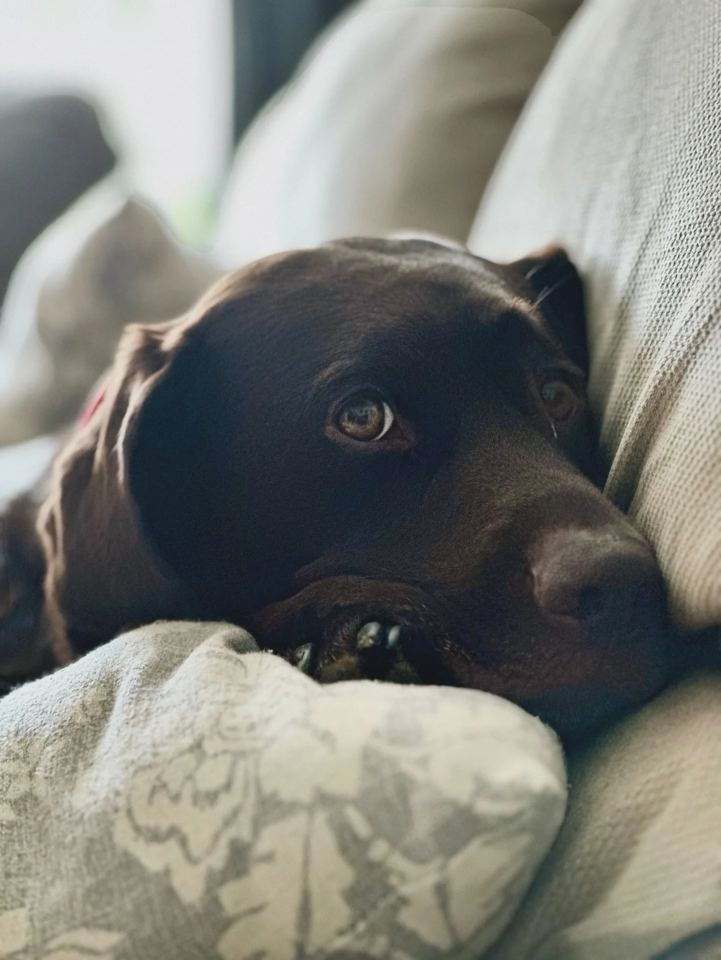 Tucker is having a low-key, cuddly Sunday.
—
#chocolatelab #chocolatelabsquad #yqx #dog