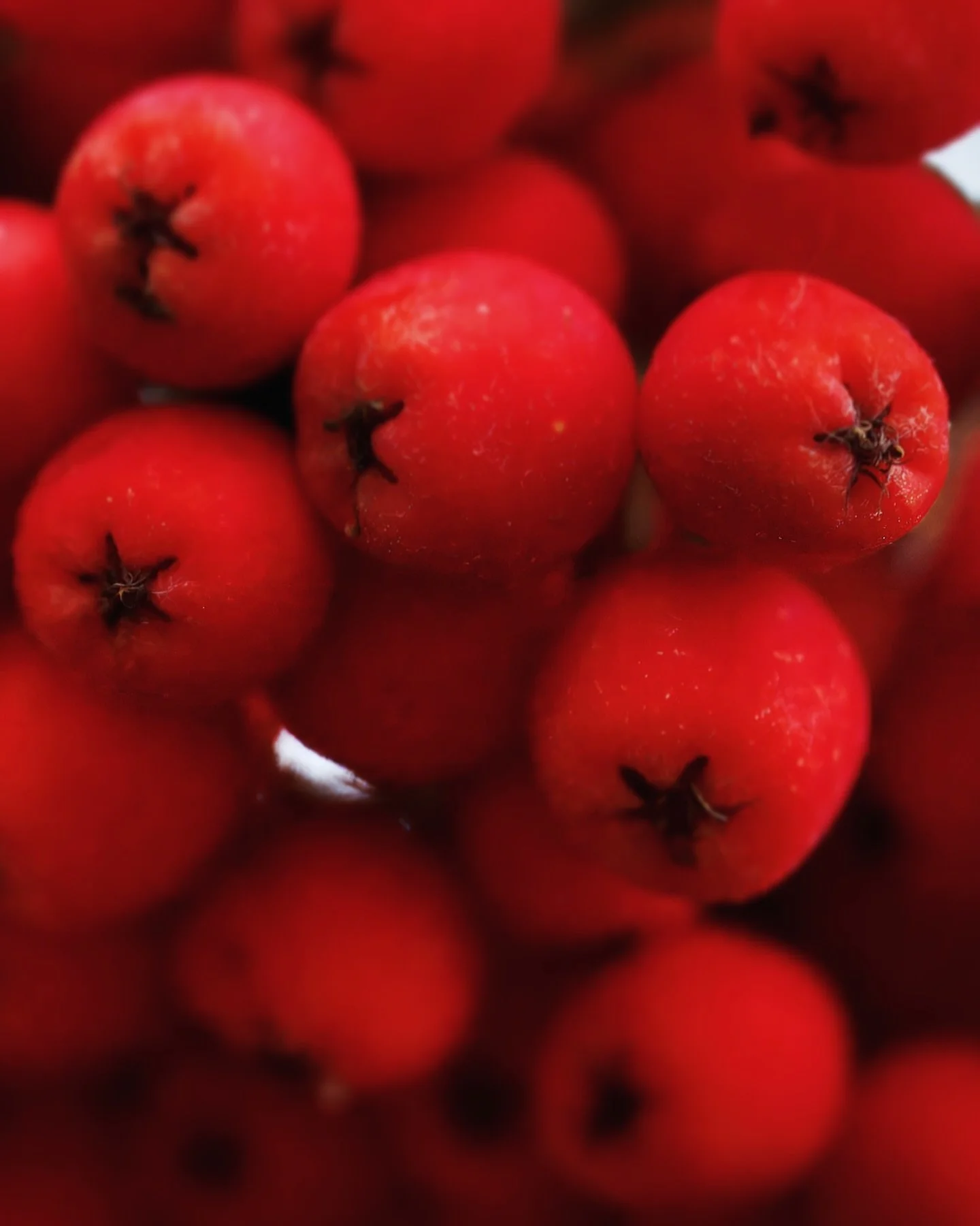 Dogberries
—
Gander, NL