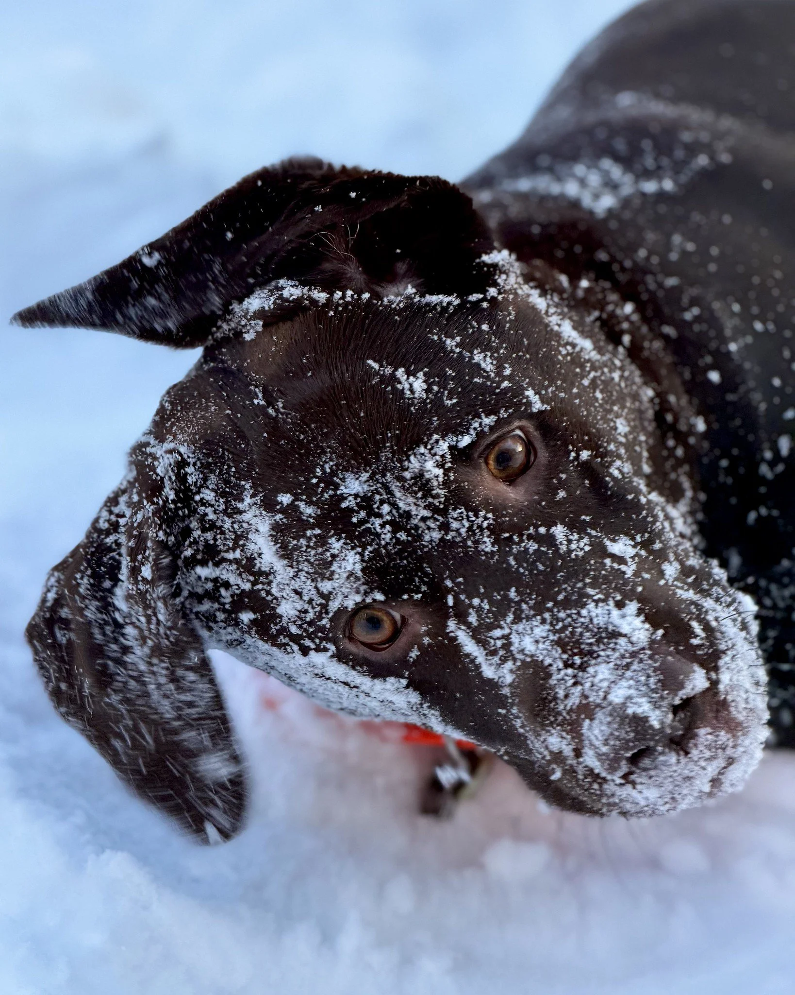 Fun In The Snow