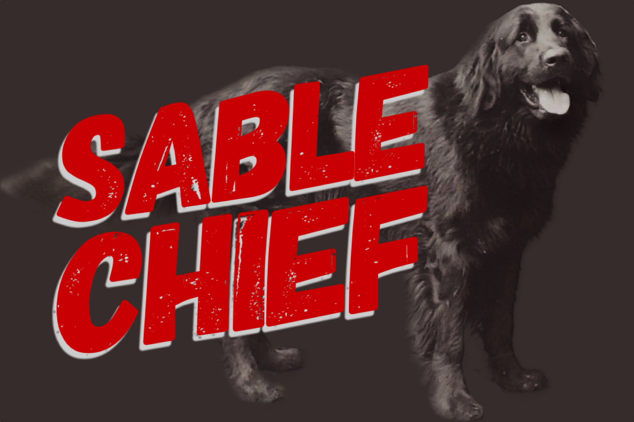 Sable Chief: The Newfoundland Dog Who Served in WWI