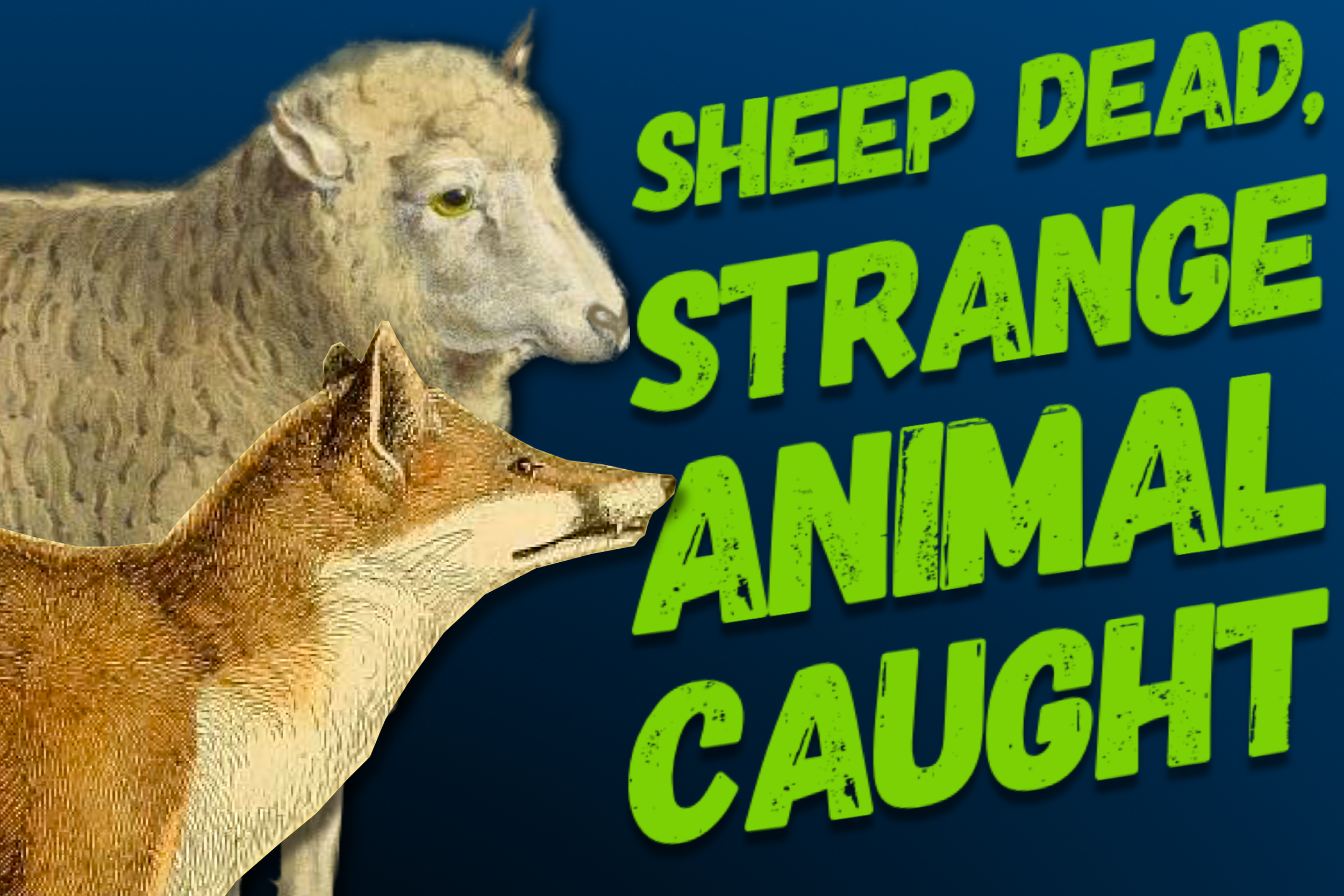 Sheep Dead, Strange Animal Caught