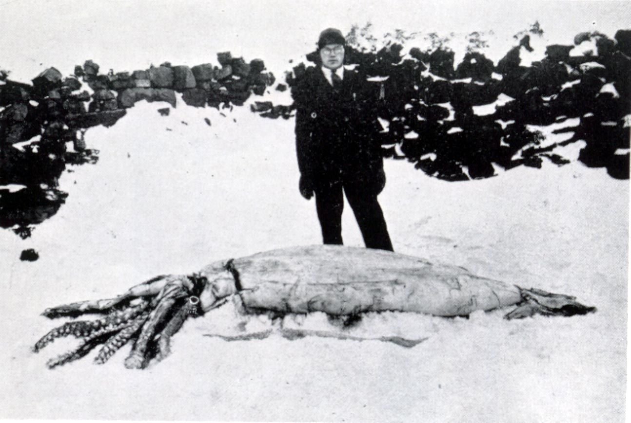 Giant squid (''Architeuthis'' sp.) found near Dildo, Newfoundland, in December 1933.