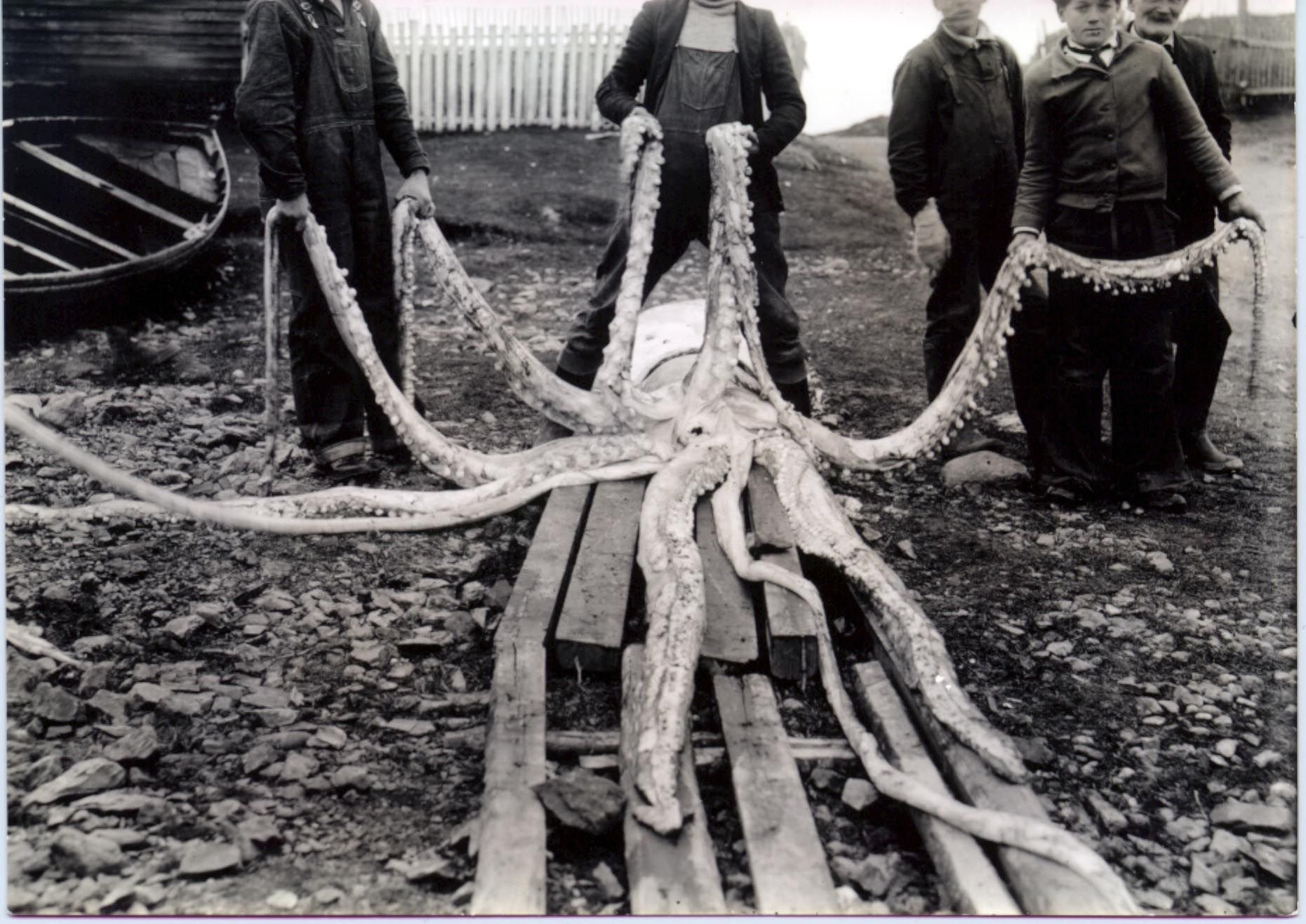 Giant squid (Architeuthis sp.) from Holyrood, Newfoundland