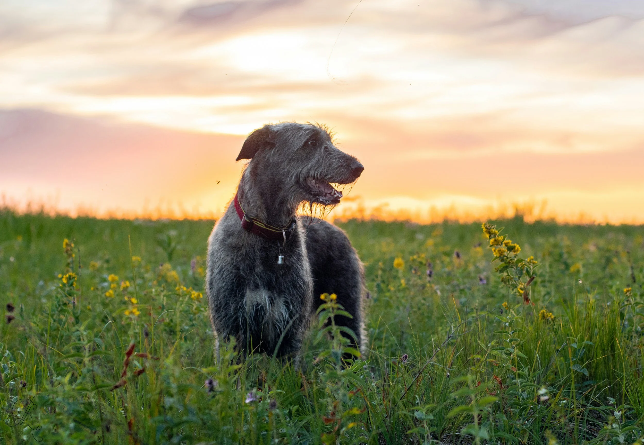 ¿Por qué lloramos a nuestros perros?