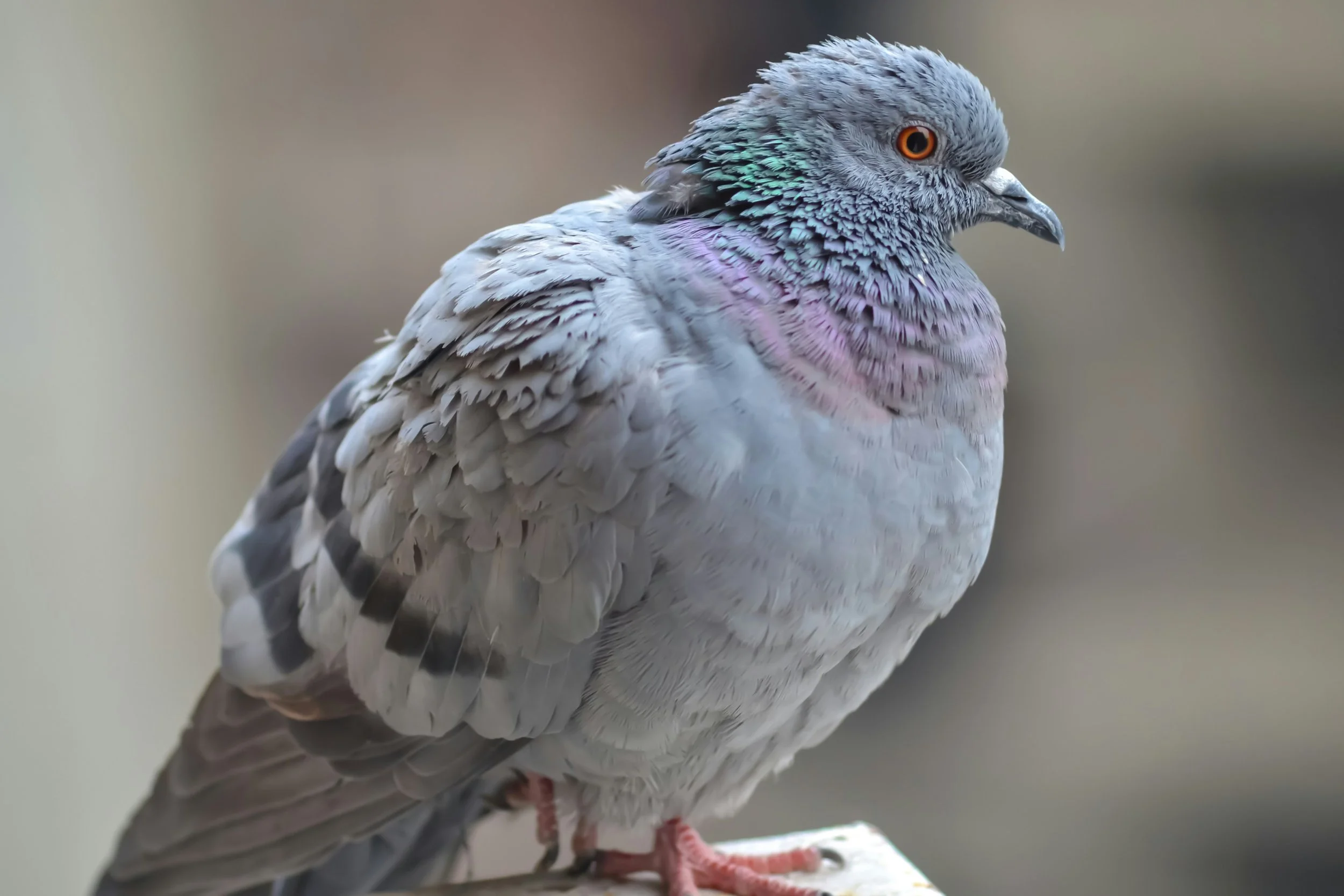 Pichones