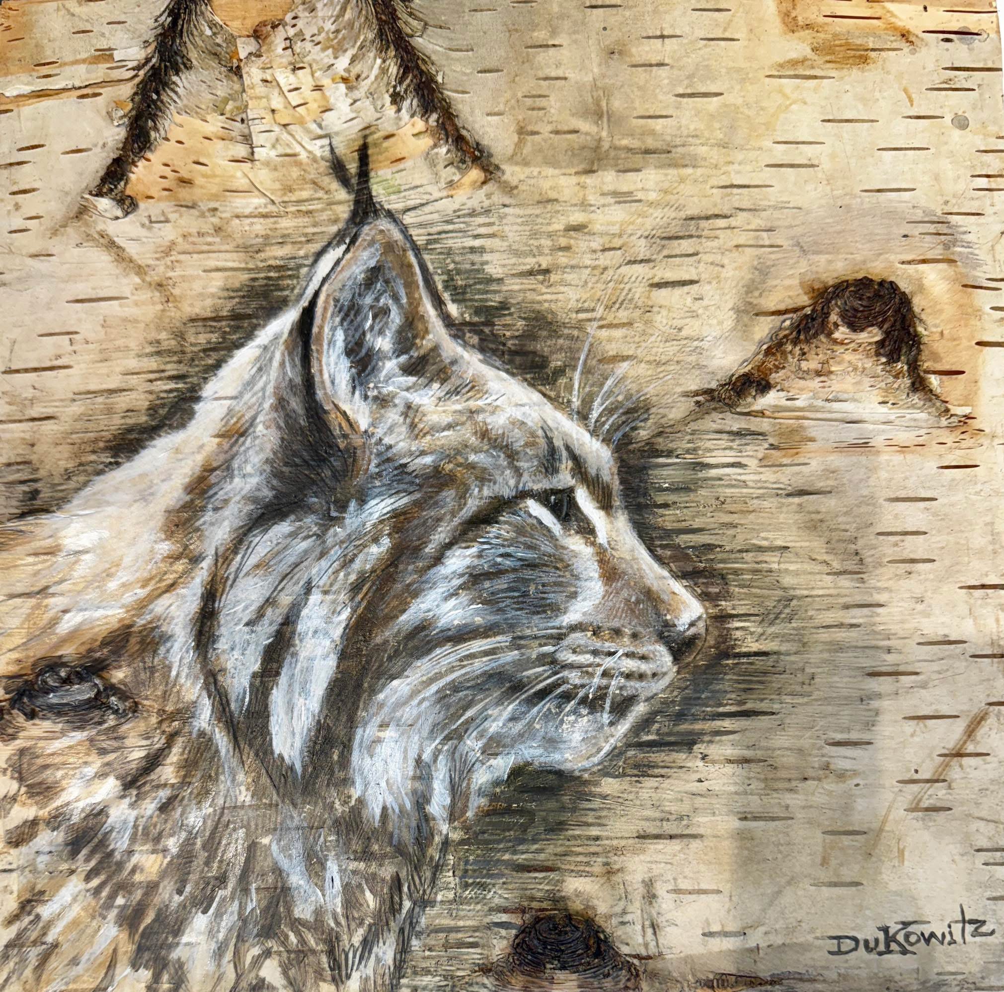 Bobcat on Birch