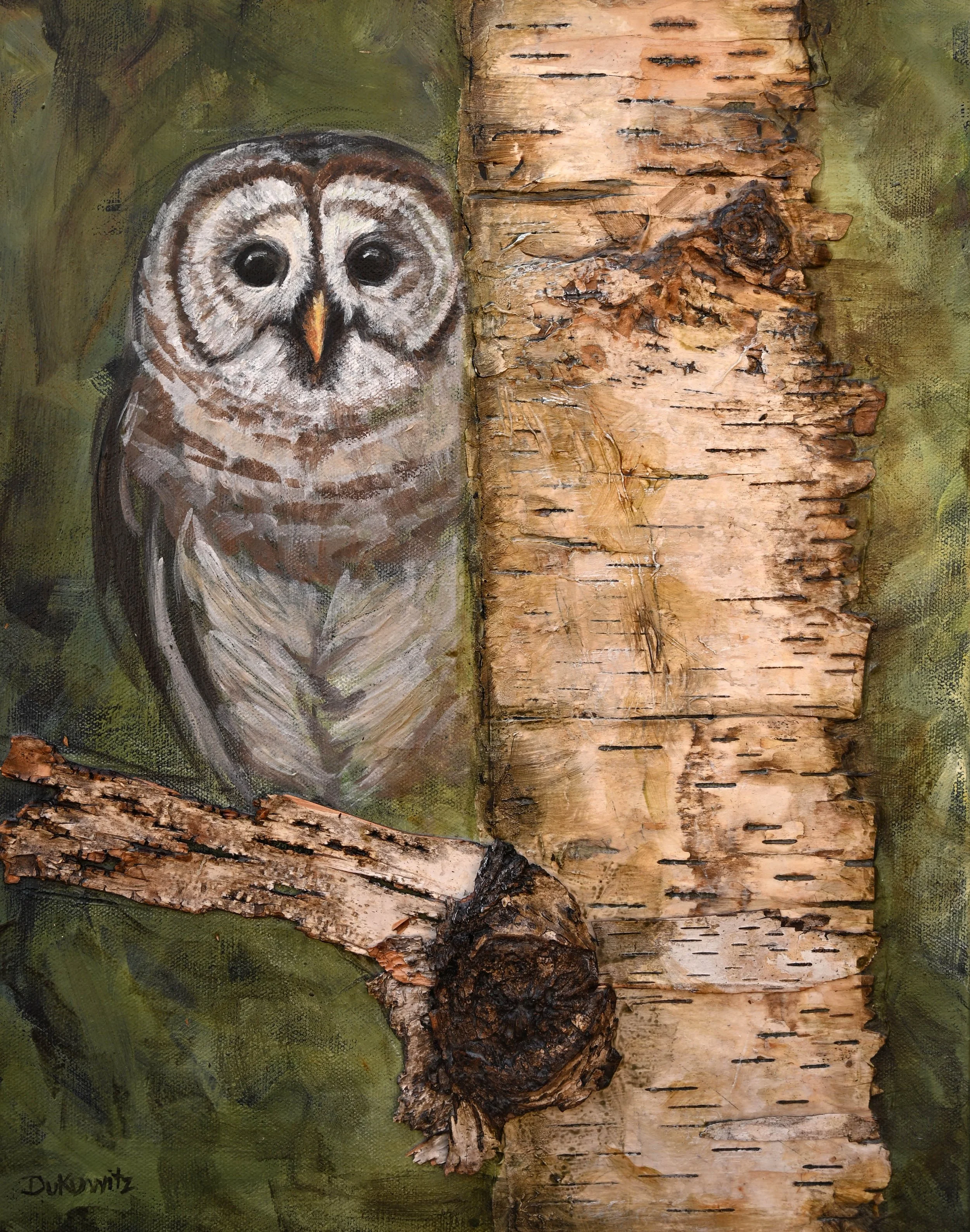 Barred owl with birch copy.jpg