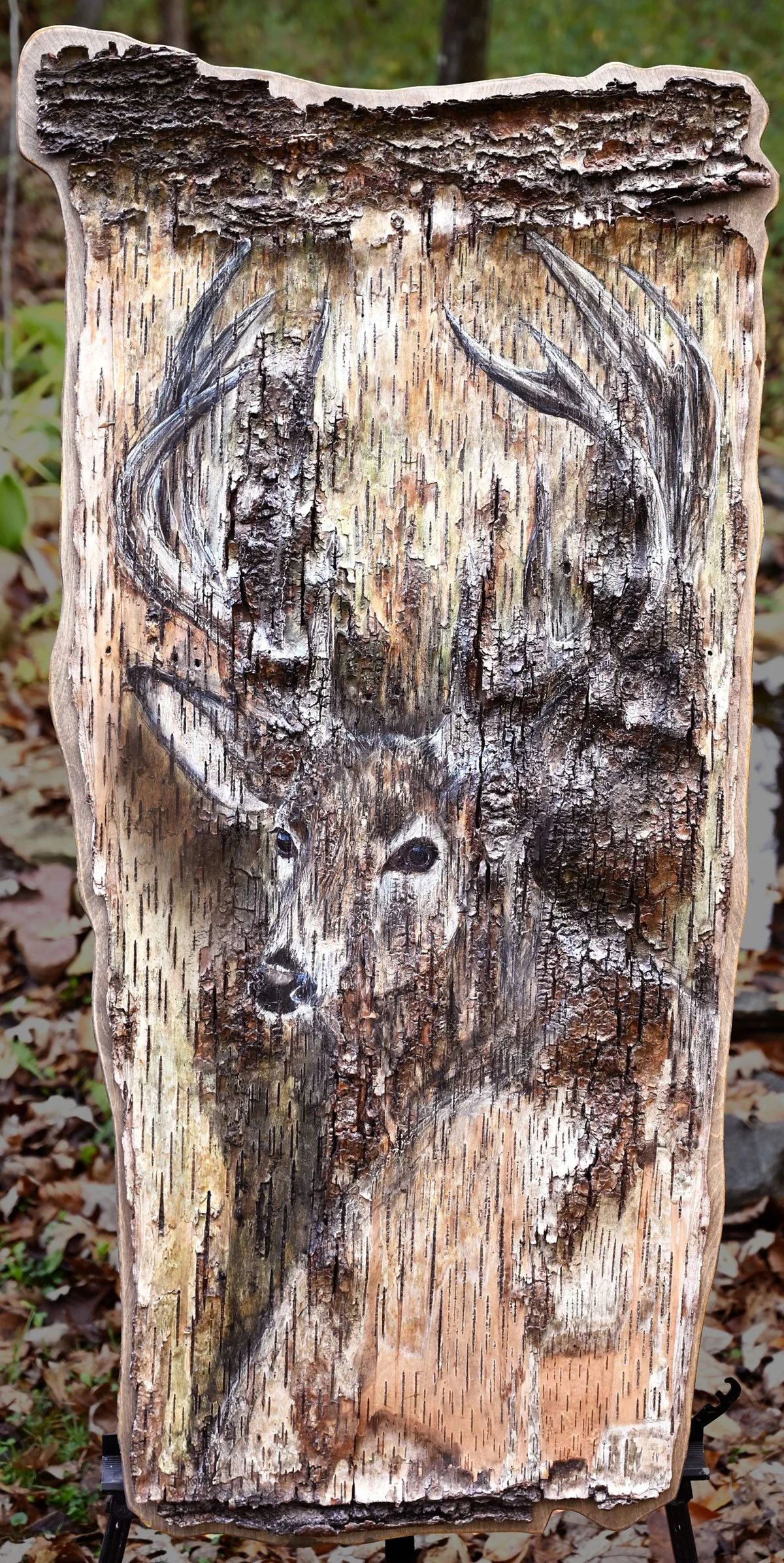 Gentle Buck on birch 