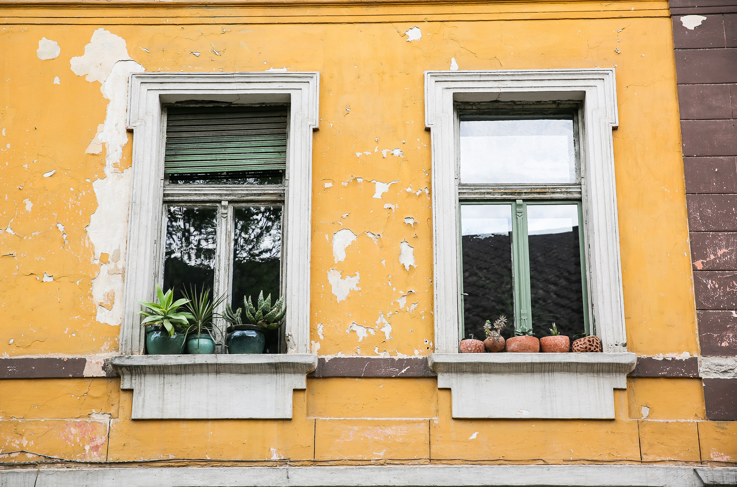 windows-with-plants-sill-old-house-with-flaking-walls_2400.png