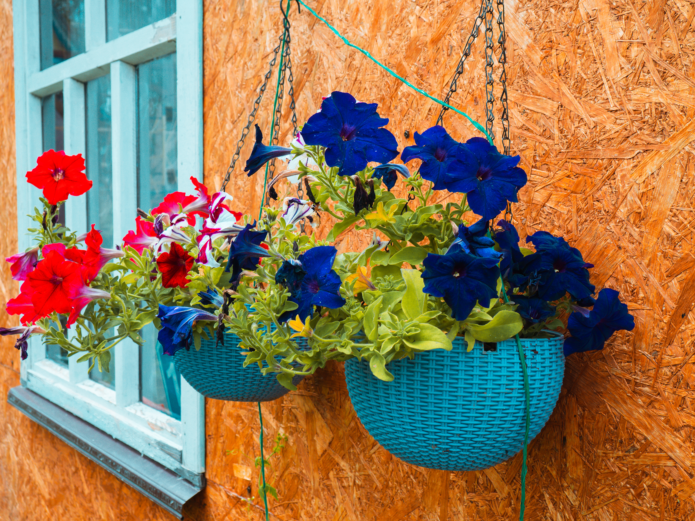 beautiful-purple-pink-potted-flowers-hanging-outside_2400.png