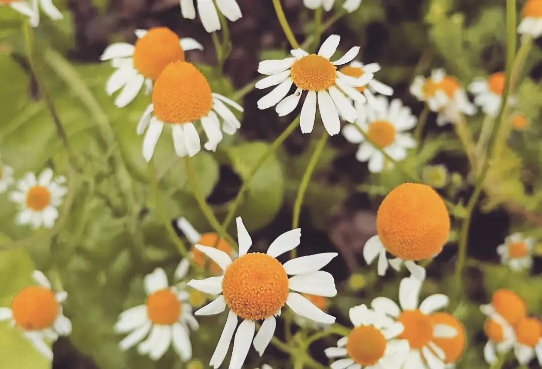 The garden's small and humble this year but also very cute and we get to have tea with the bees sooo we're content

Camomile 
Hungarian Poppy
Lemon Balm 
Chard
Chives 
Lettuce 
Common Fennel 
Chrysalis 
Borage 
🌼

Wanted to grow things that would ma