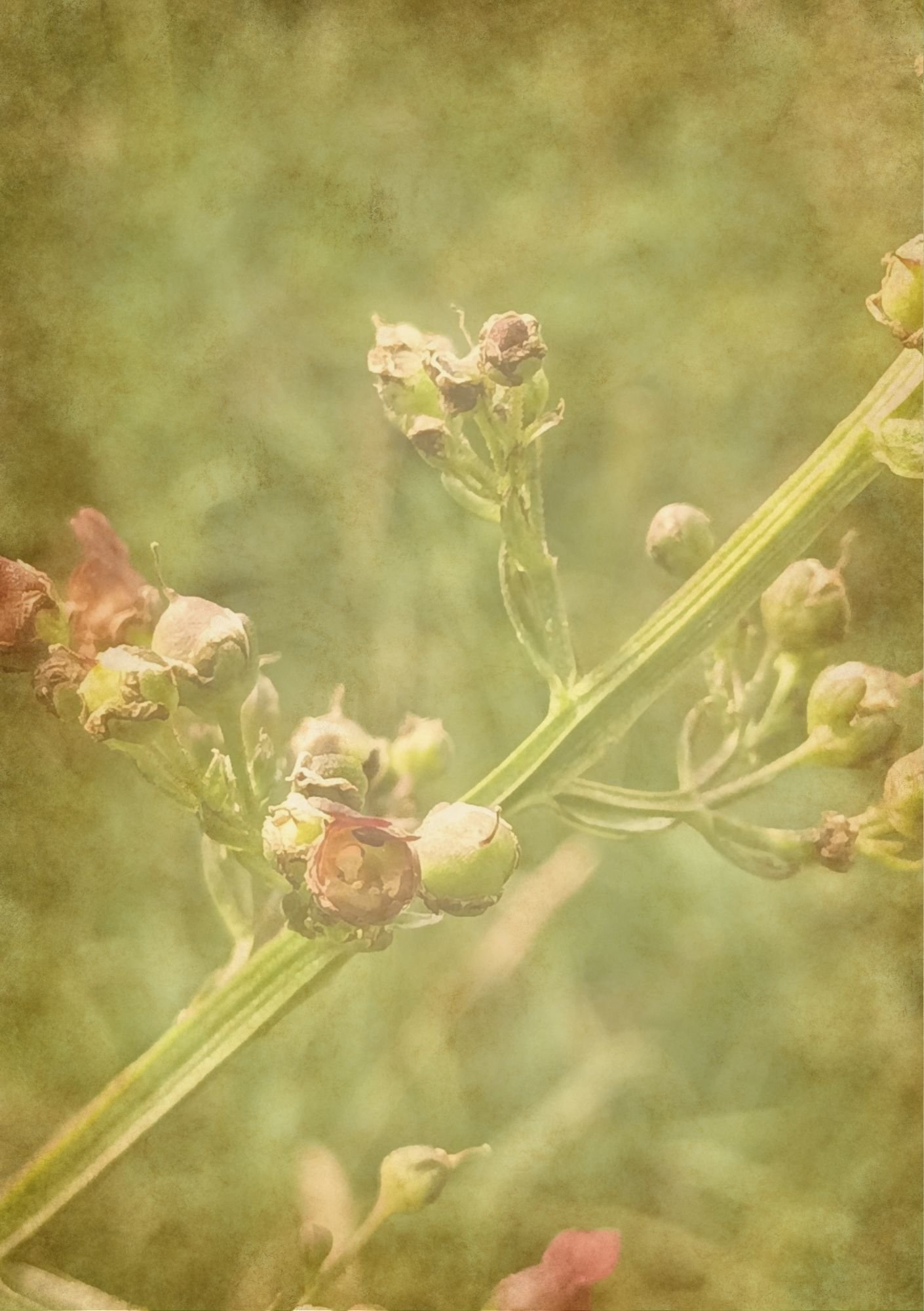 Hedgerow with burnt paper gradient.jpg